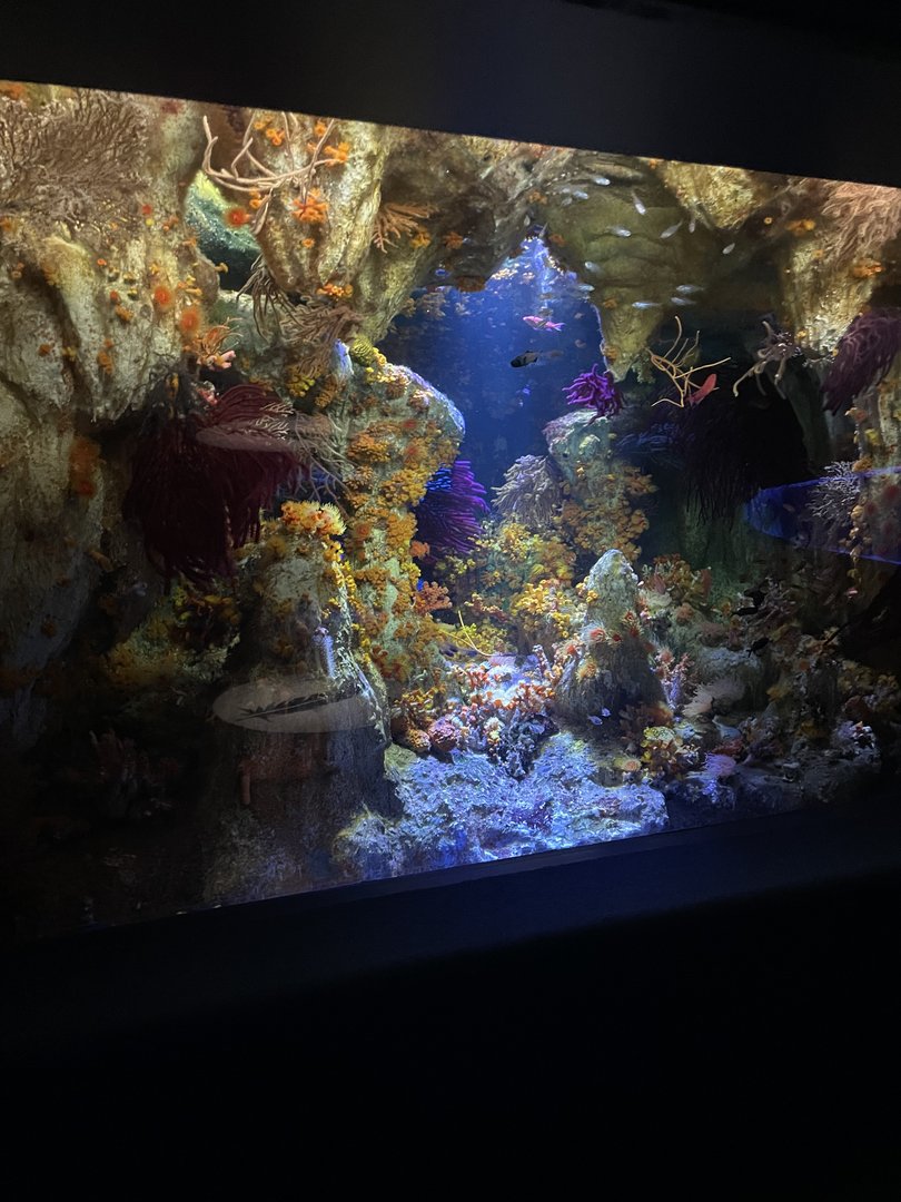 Cave Flowers Exhibit