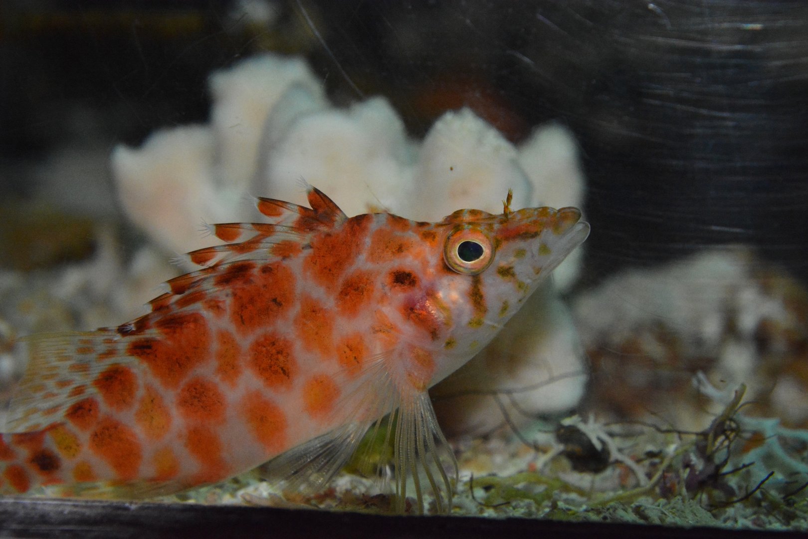 Cave hawkfish (Cirrhitichthys guichenoti)