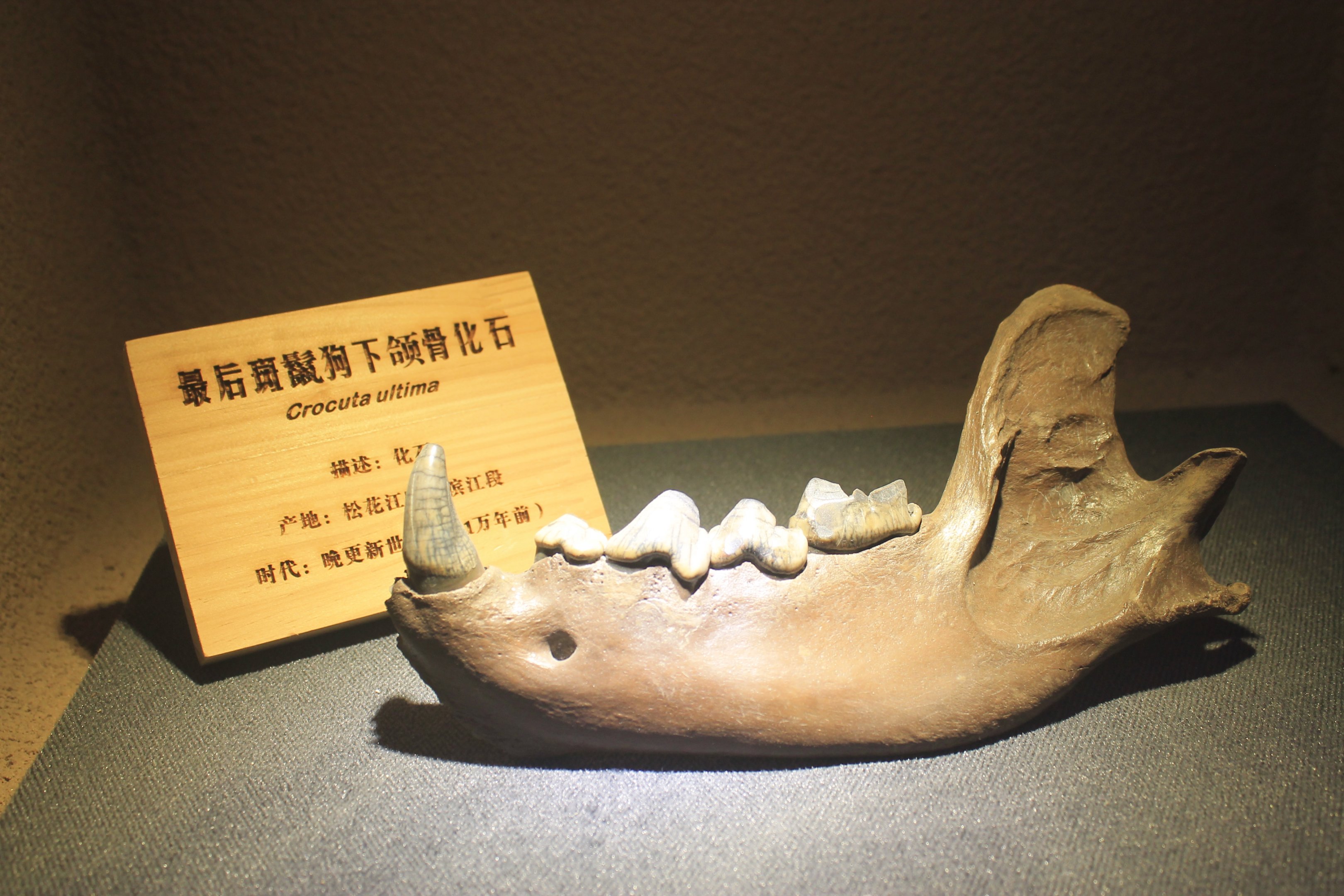 Cave Hyaena jawbone - Shaanxi Nature Museum