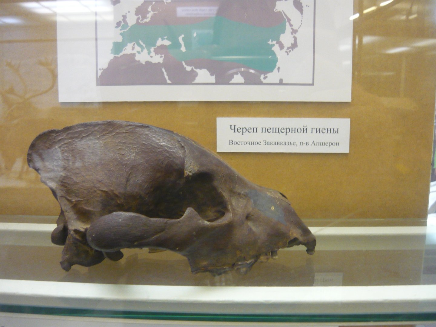 Cave hyena skull