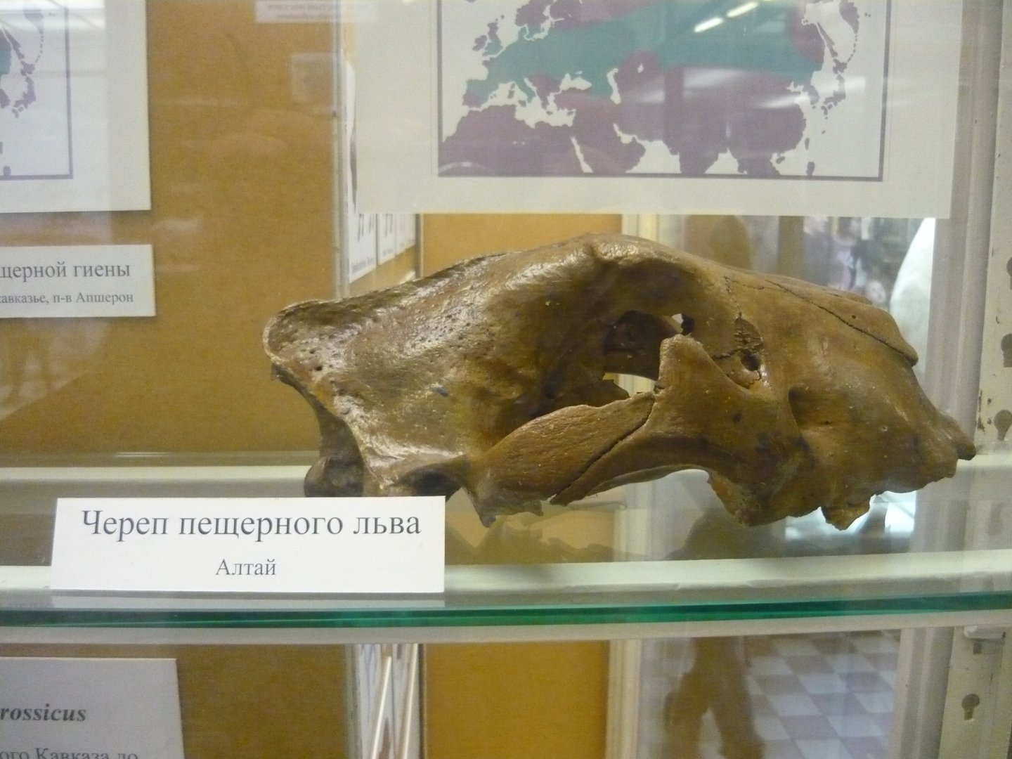 Cave lion skull