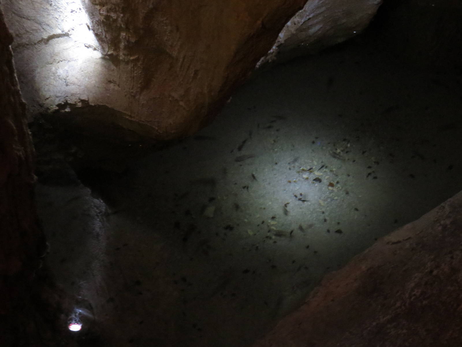 Cave mollies, October 2014.