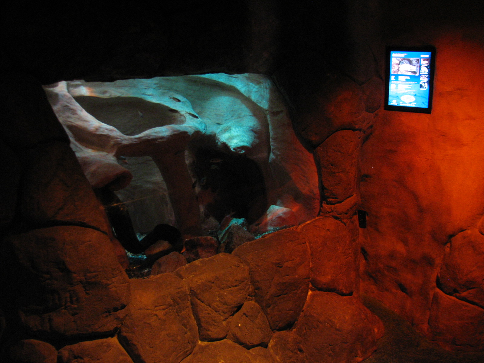 Cave - Moray Exhibit