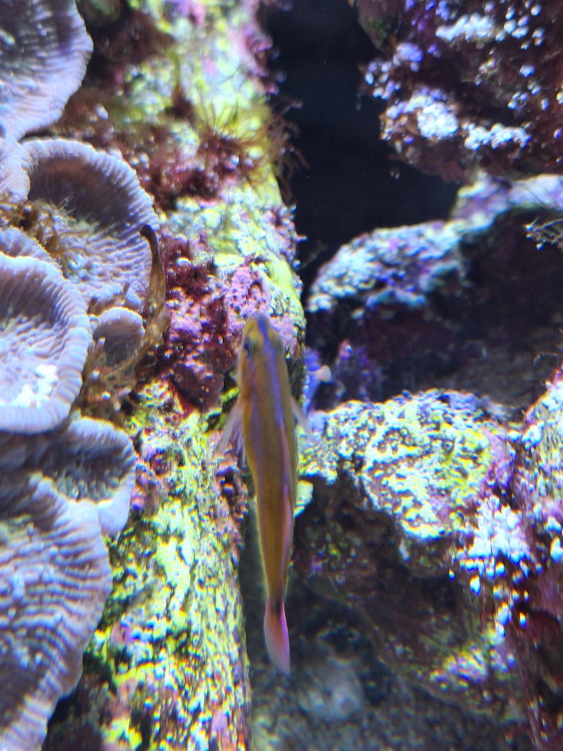 Cave pygmygoby (Trimma caudomaculatum)