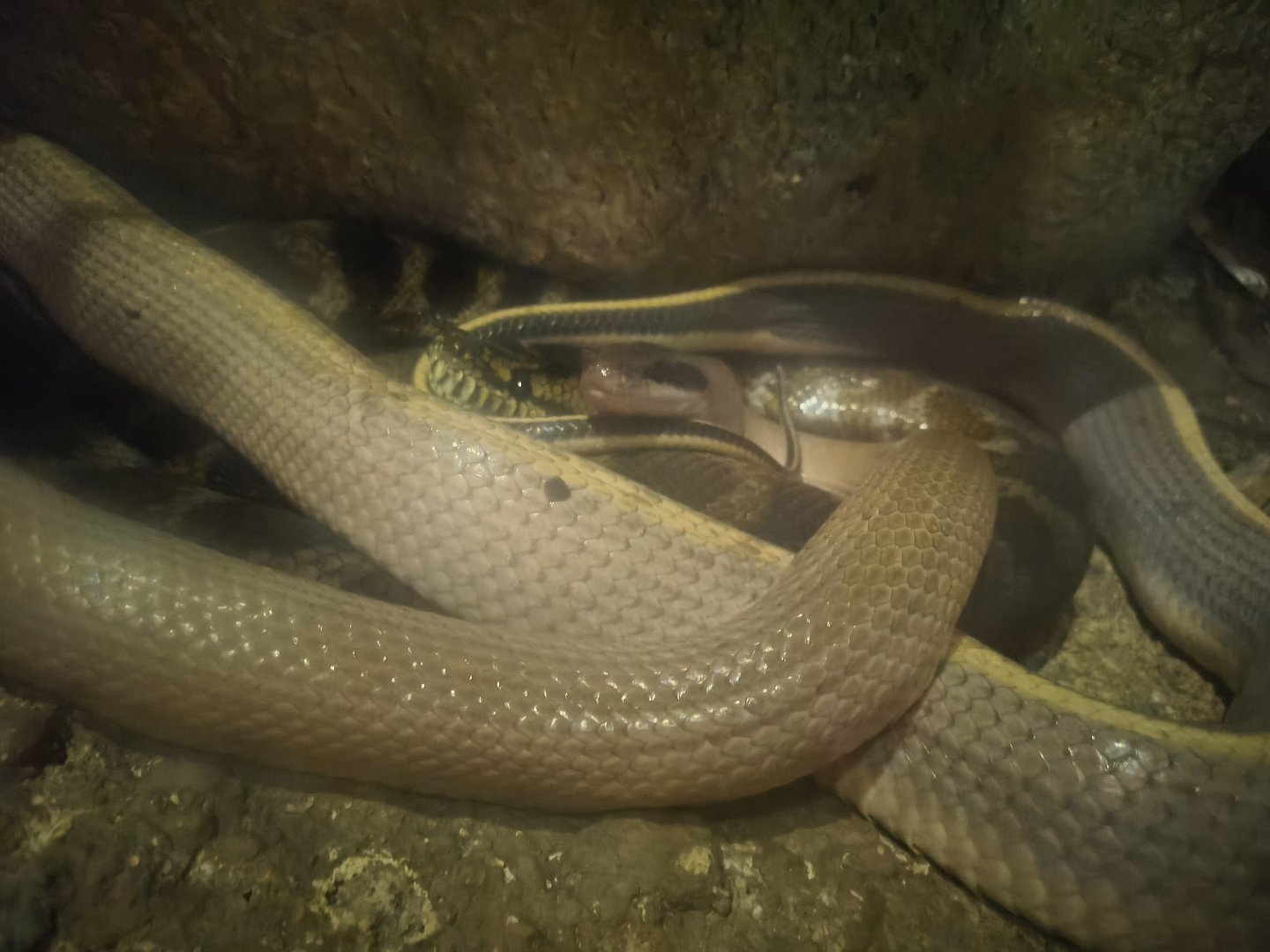Cave Racer and Jungle Carpet Python