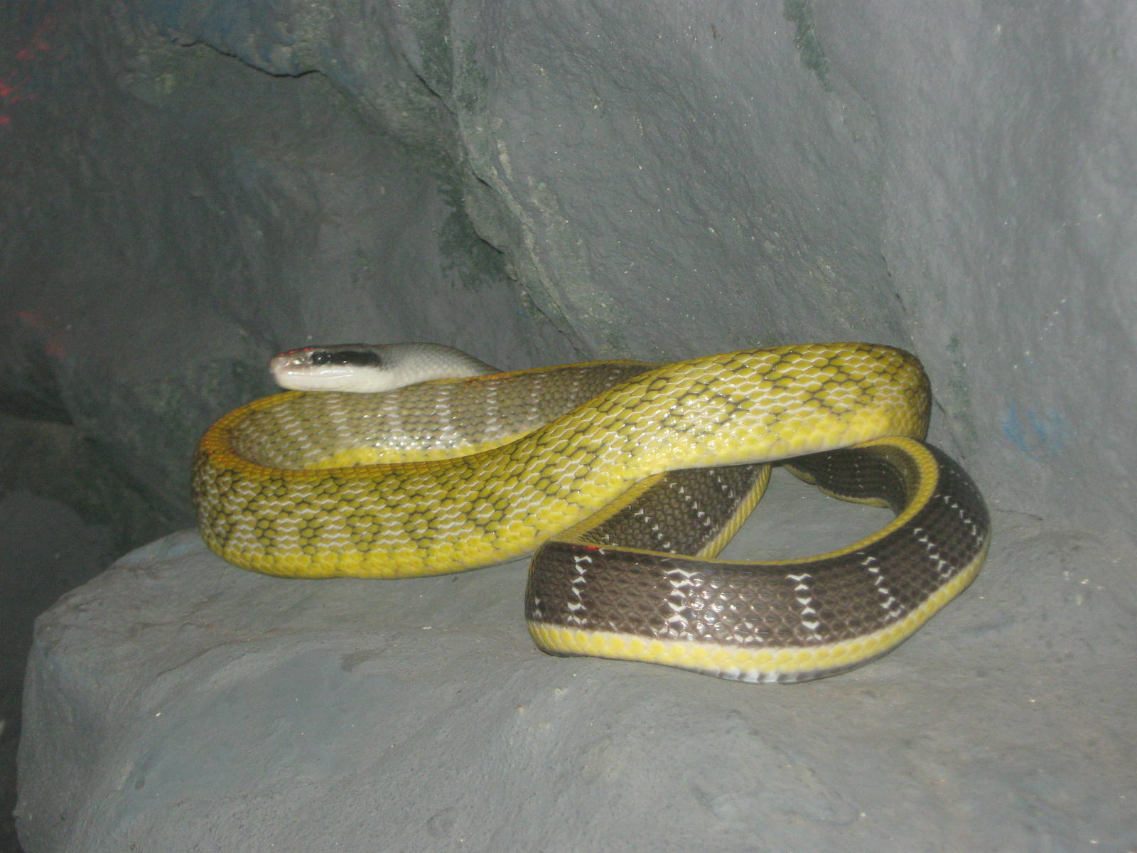 Cave Racer (Elaphe taeniura ridleyi)