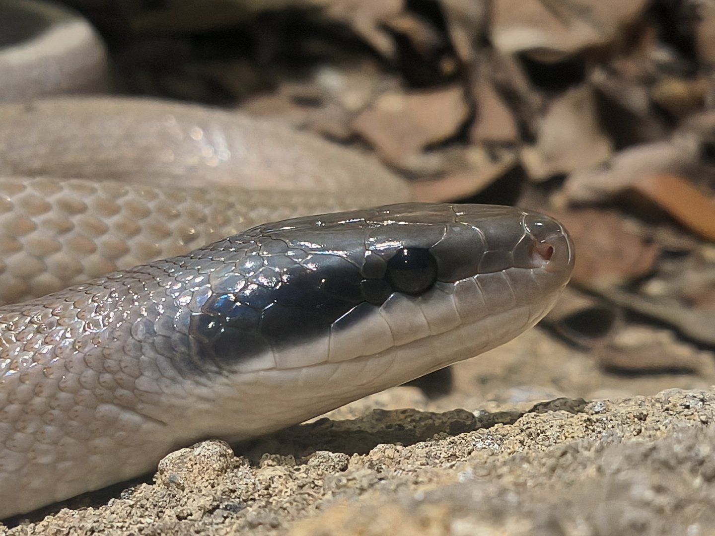 Cave Racer (Elaphe taeniura ridleyi)