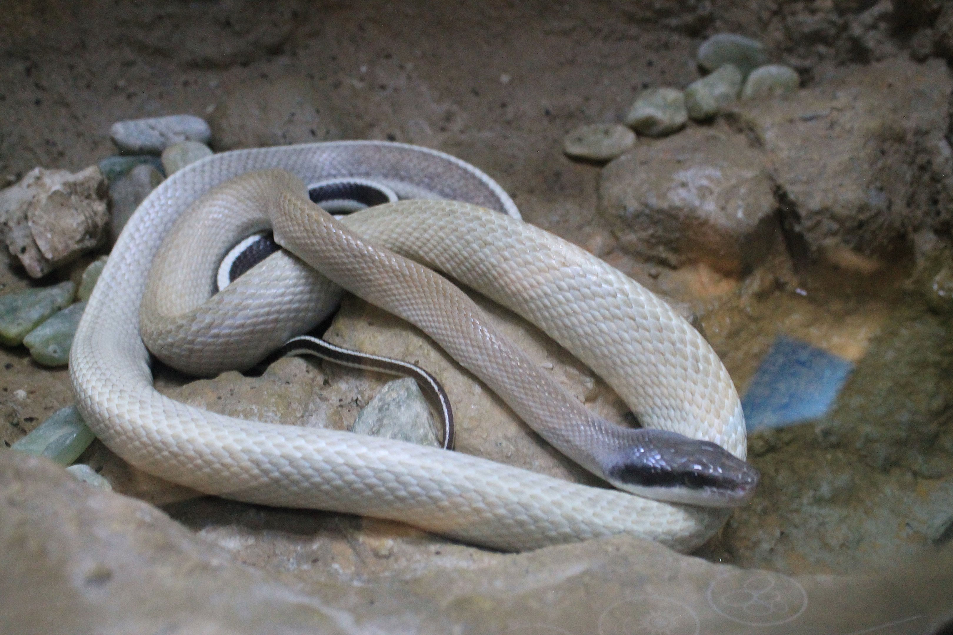 Cave Racer (Orthriophis taeniura ridleyi)