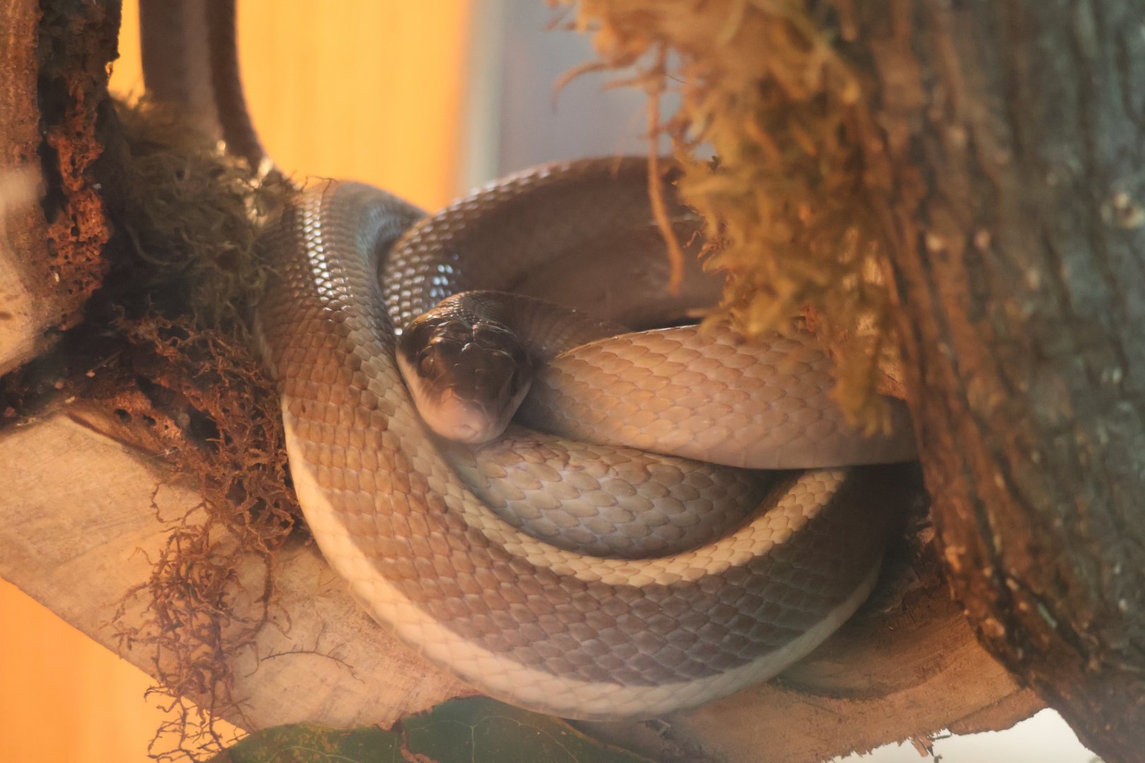 Cave Rat Snake