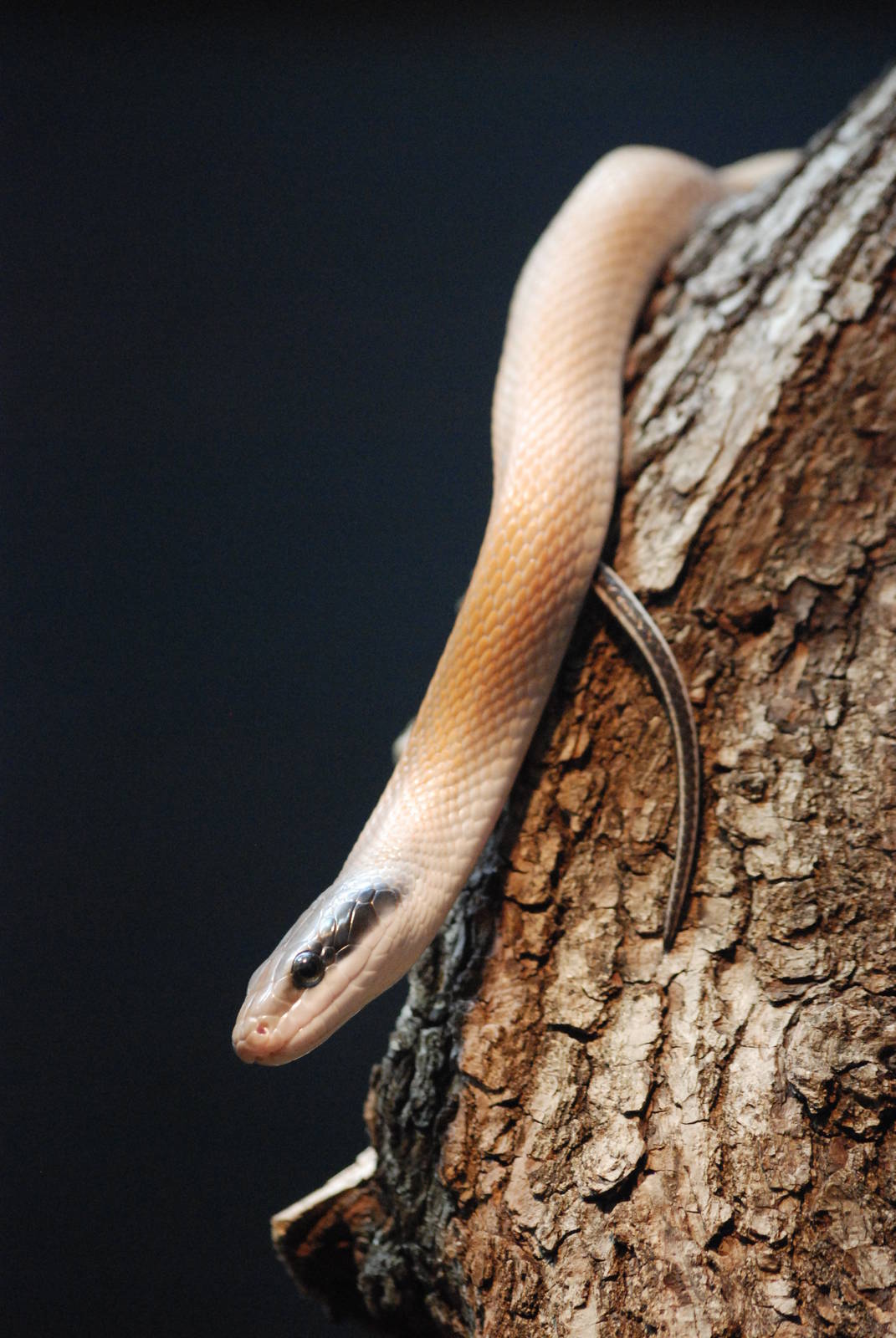 Cave Ratsnake at London, 17/03/12