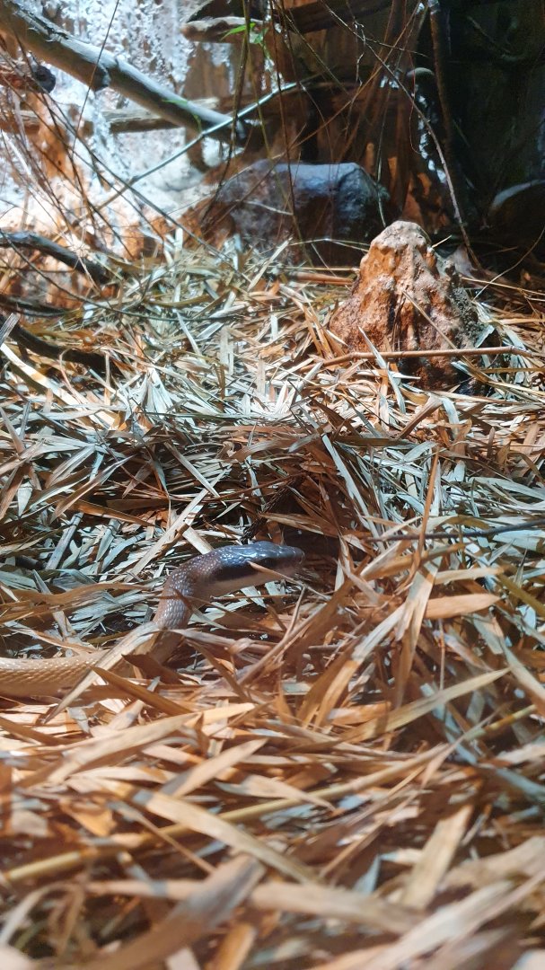 Cave Ratsnake (Orthriophis taeniura ridleyi)