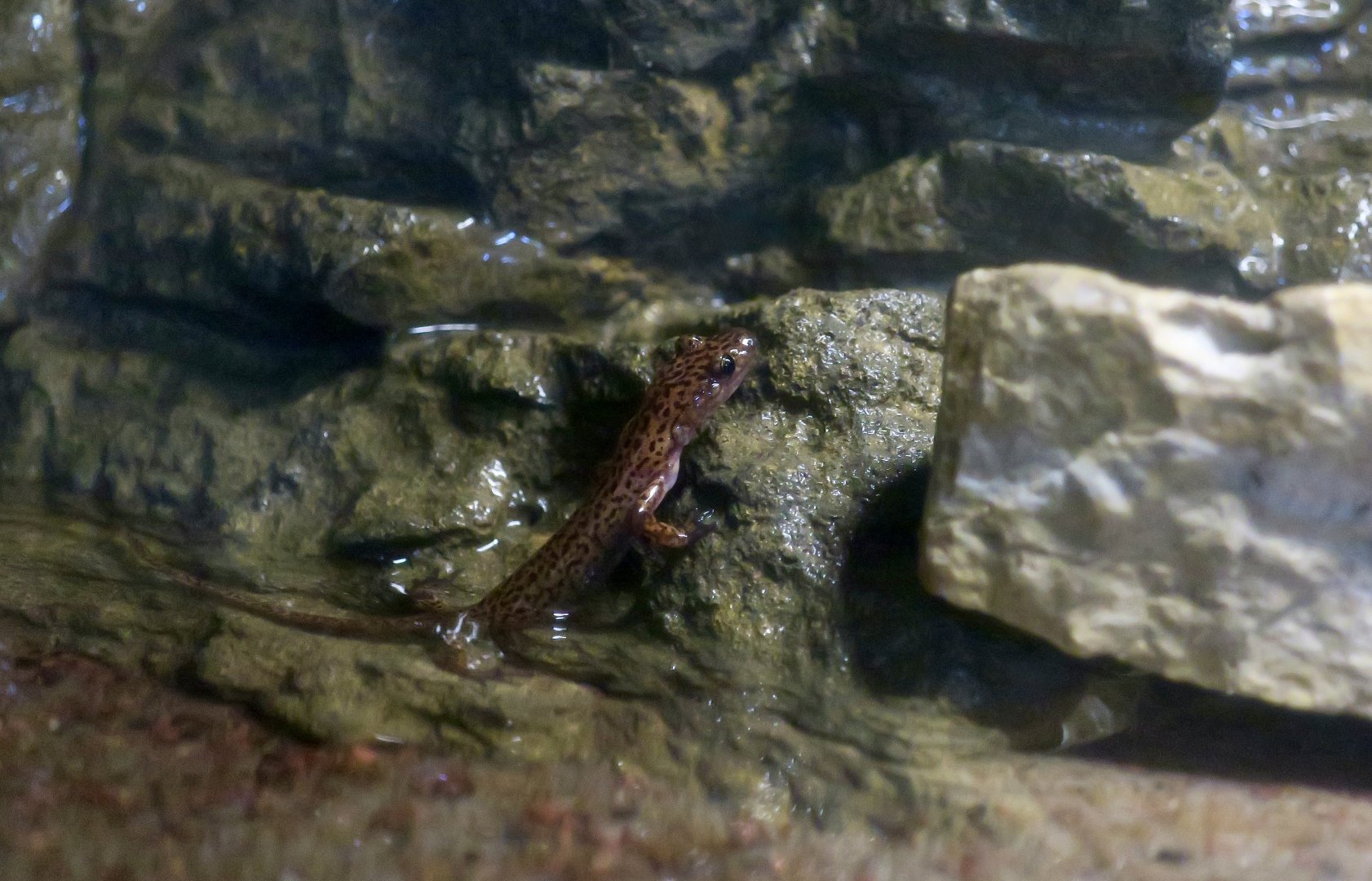 Cave Salamander (Eurycea lucifuga)