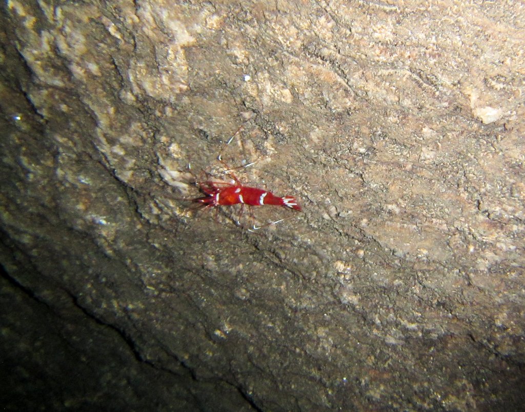 Cave Shrimp