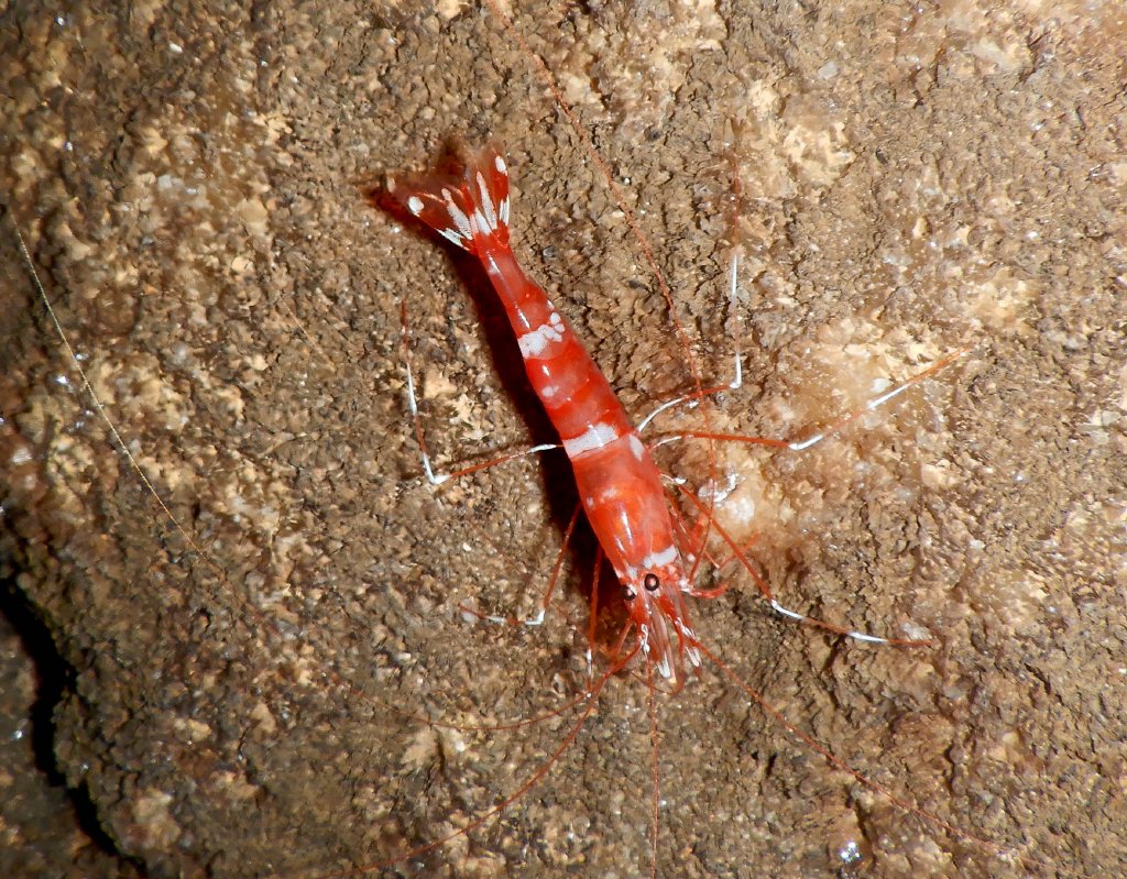Cave Shrimp