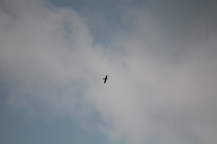 Cave swiftlet (Collocalia linchi linchi)
