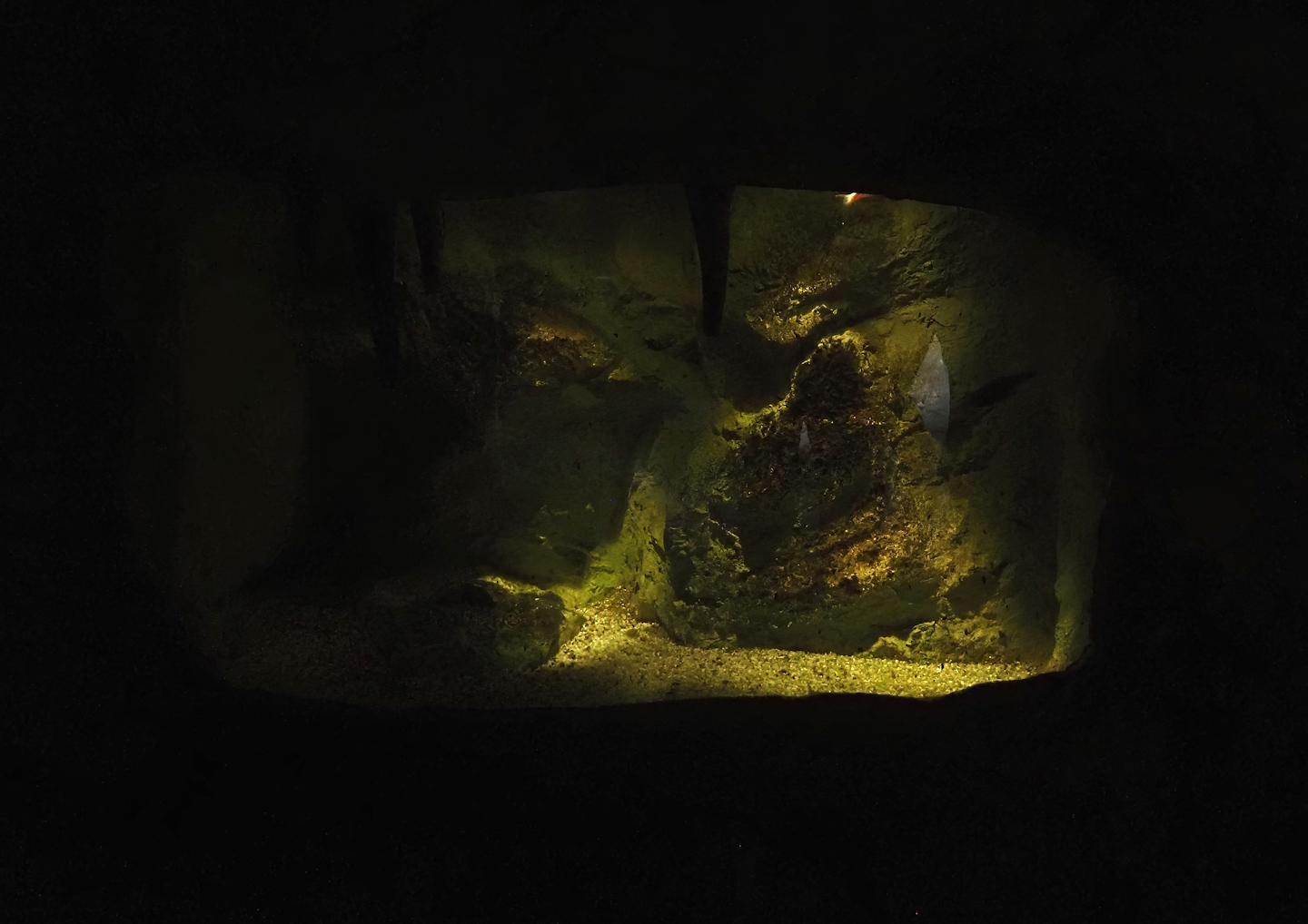 Cave tetra tank, 2024-09-17