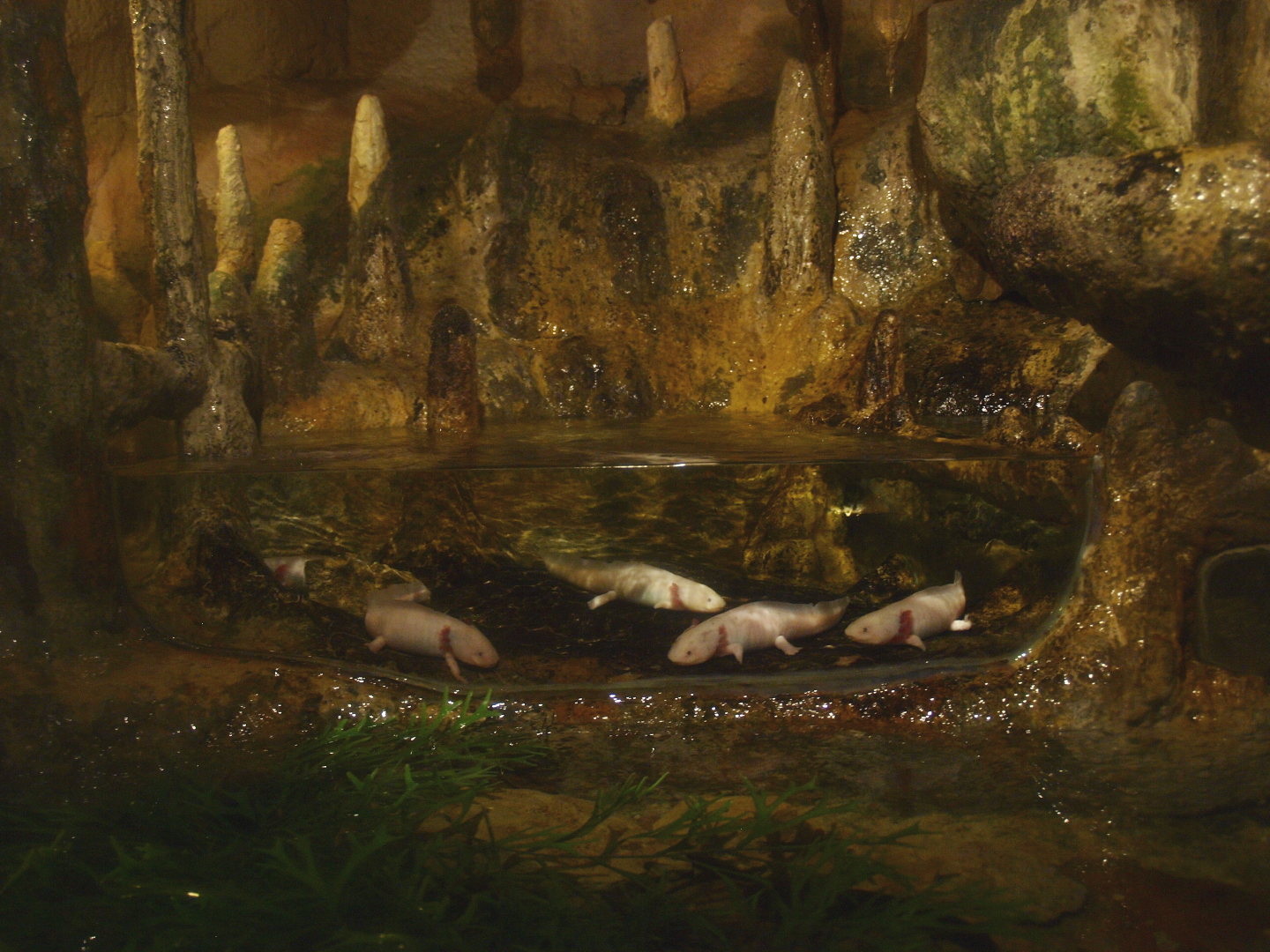 Cave with axolotl exhibit, 2017-02-06