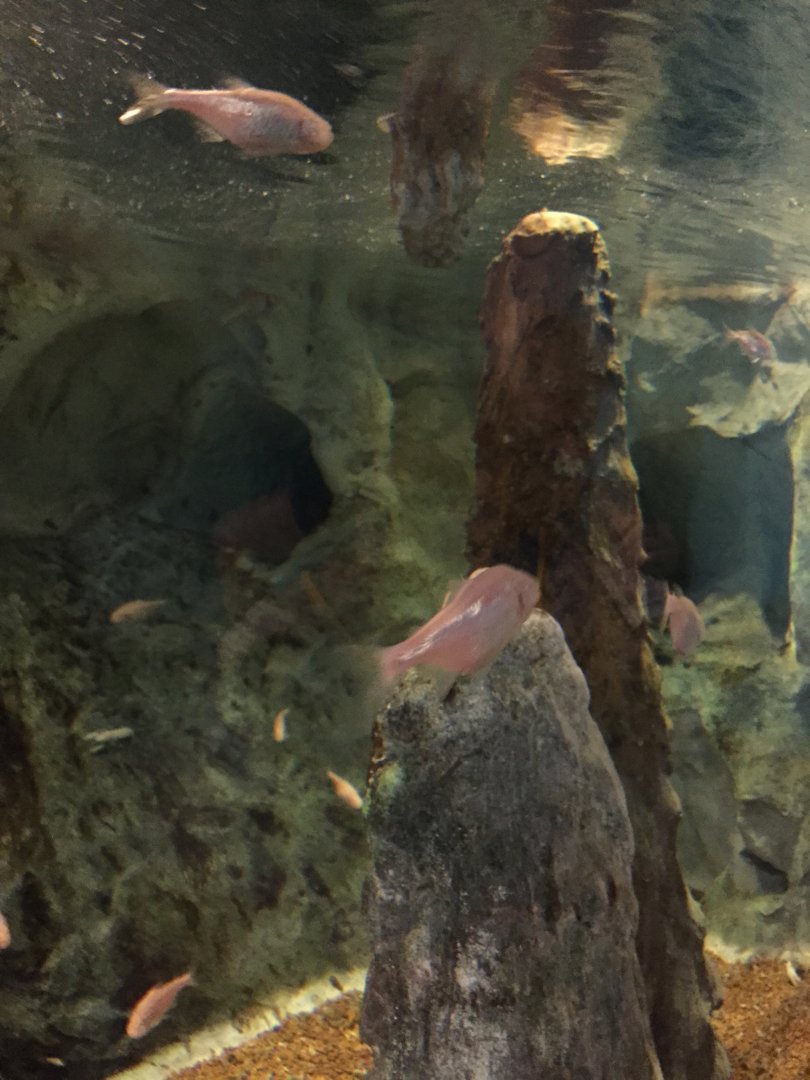 Cavefish