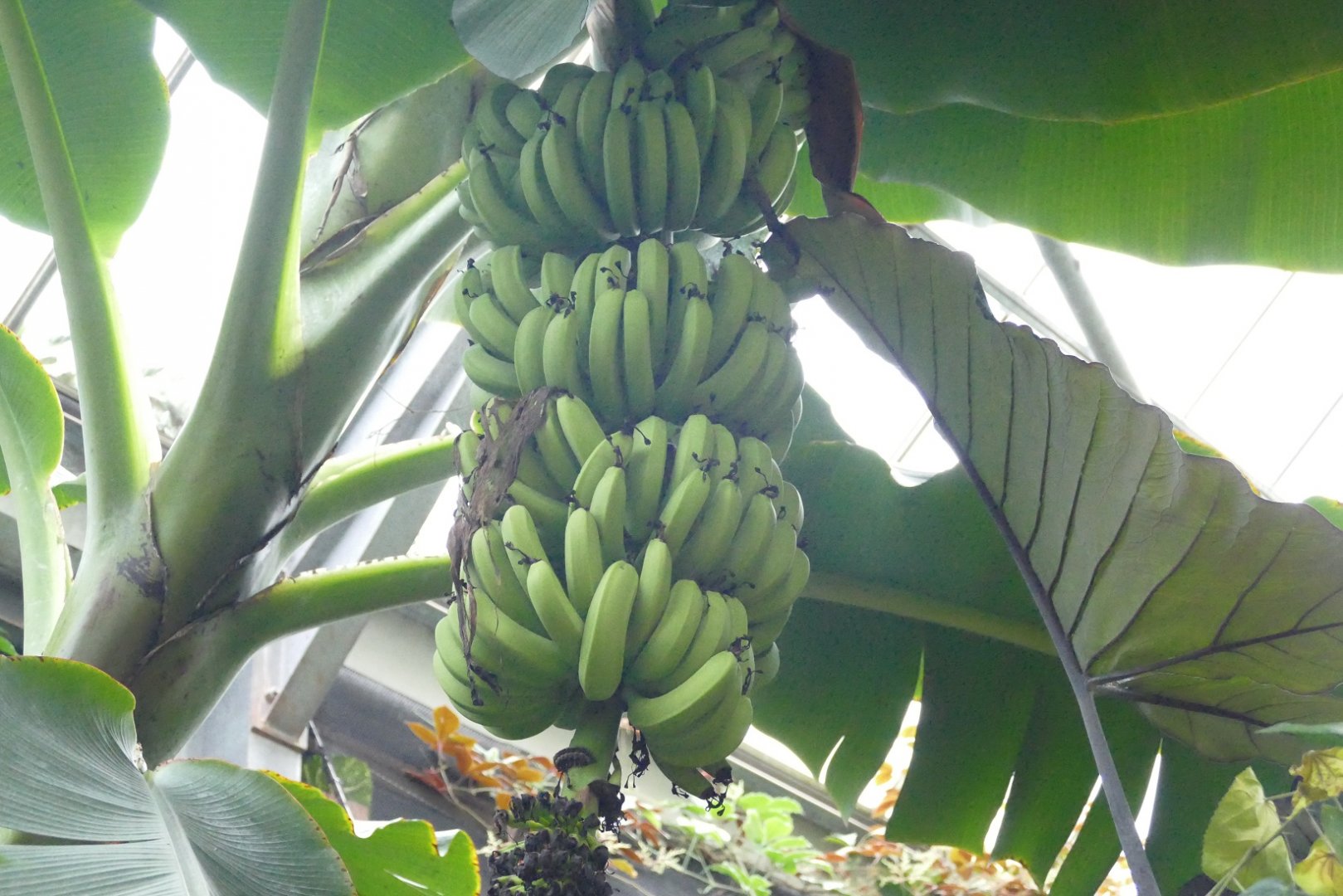 Cavendish bananas, Tropical House, November 2021