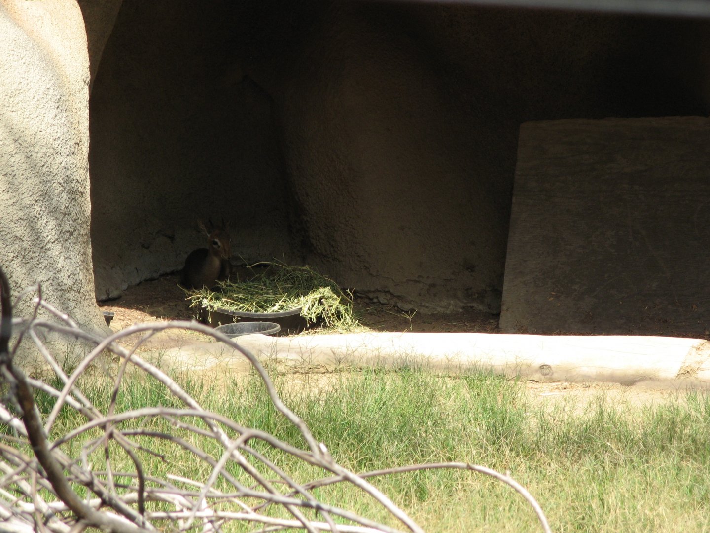 Cavendish's Dik Dik (2008)