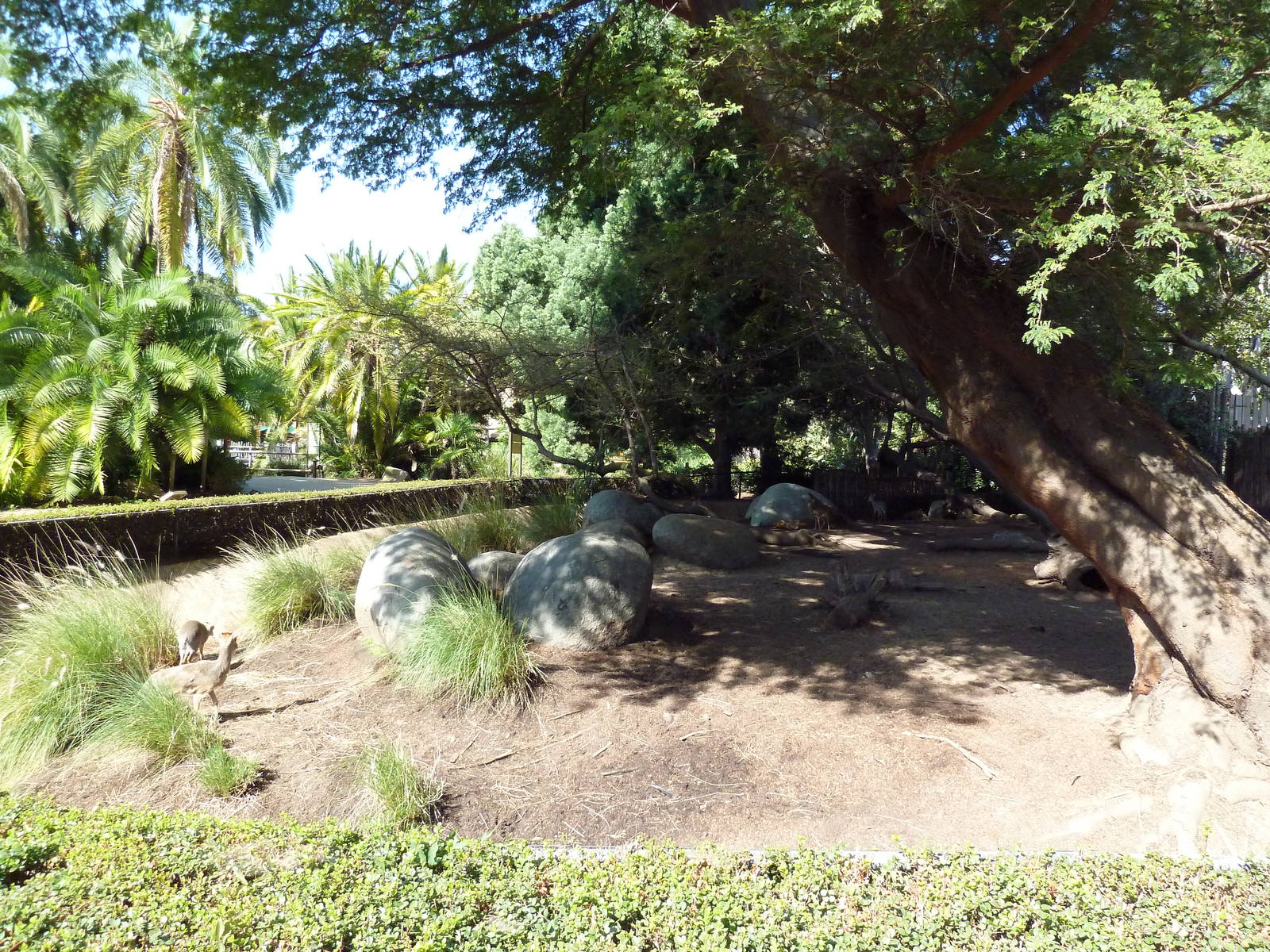 Cavendish's Dik-Dik Exhibit