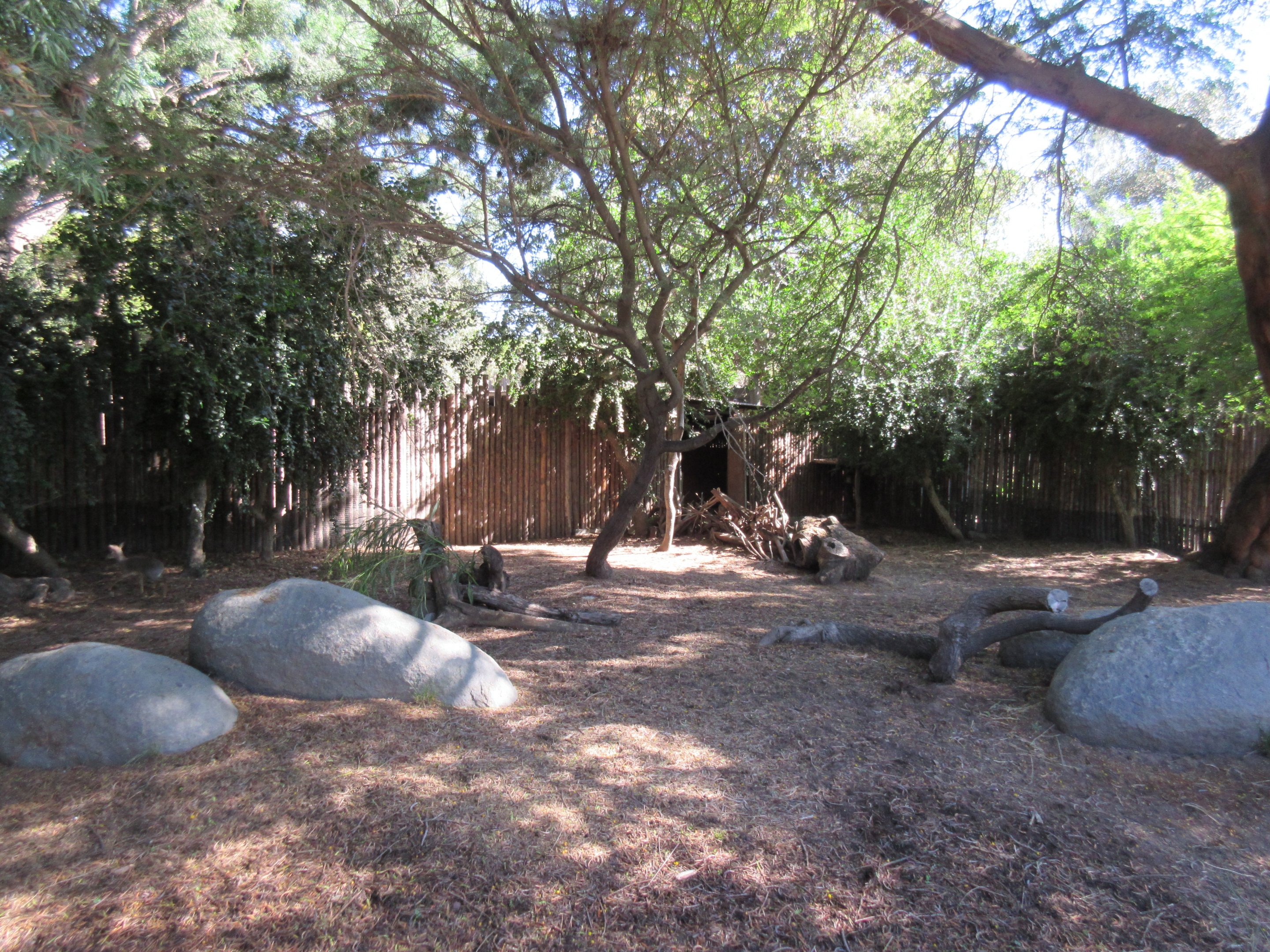 Cavendish's Dik-Dik Exhibit