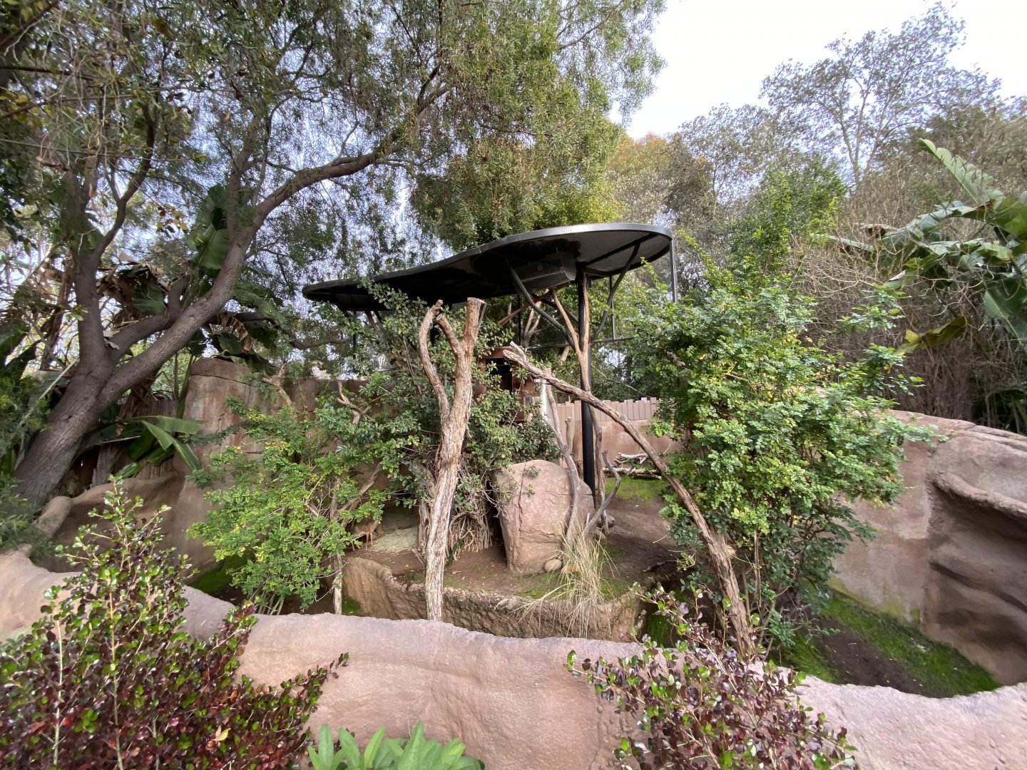 Cavendish’s Dik-dik Habitat - Elephant Odyssey