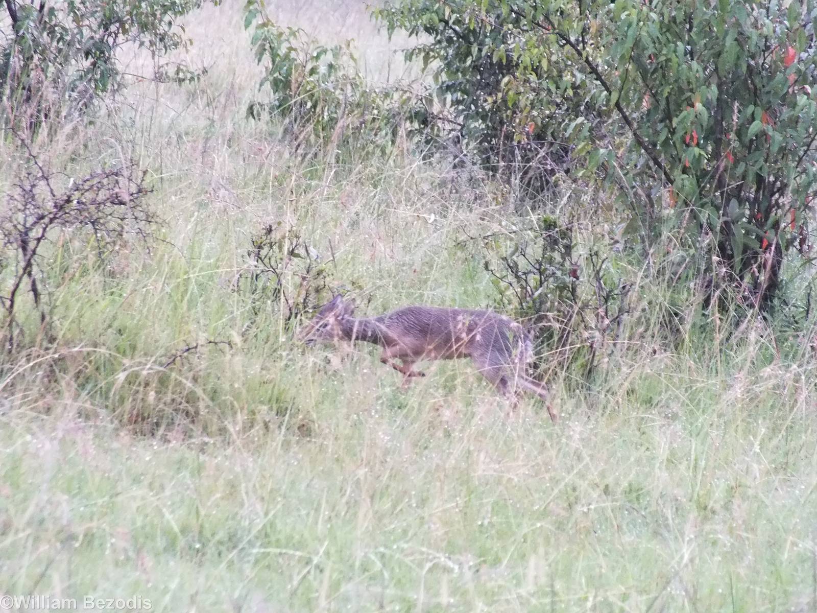 Cavendish's Dik-dik - Maasai Mara