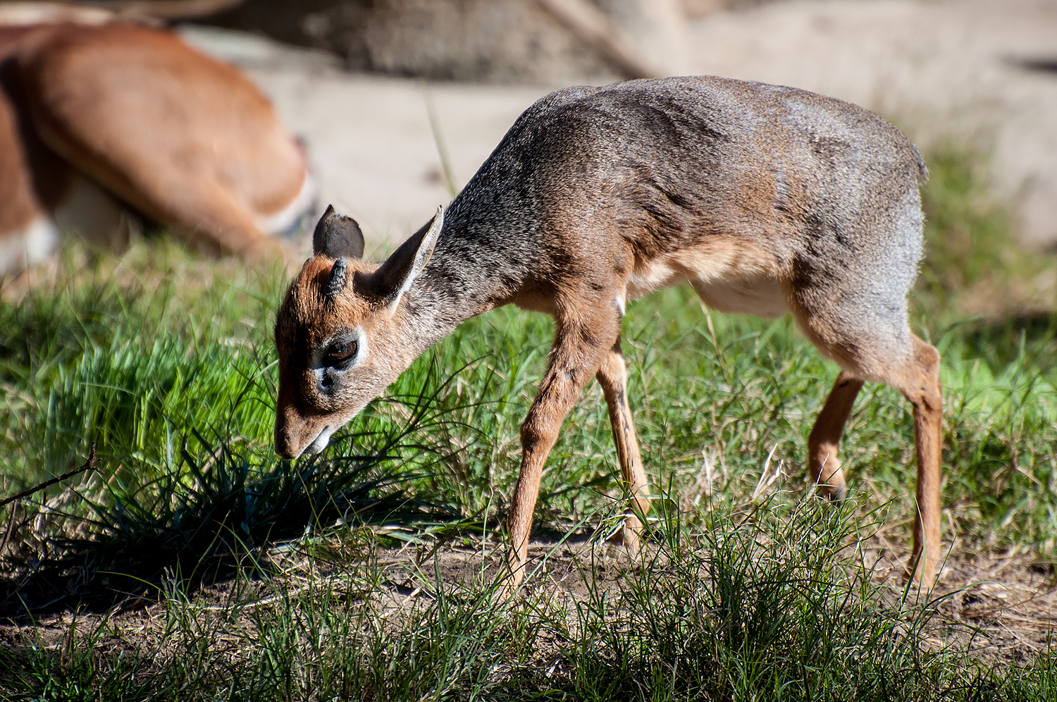 Cavendish's Dik Dik (Madoqua kirkii cavendishi)