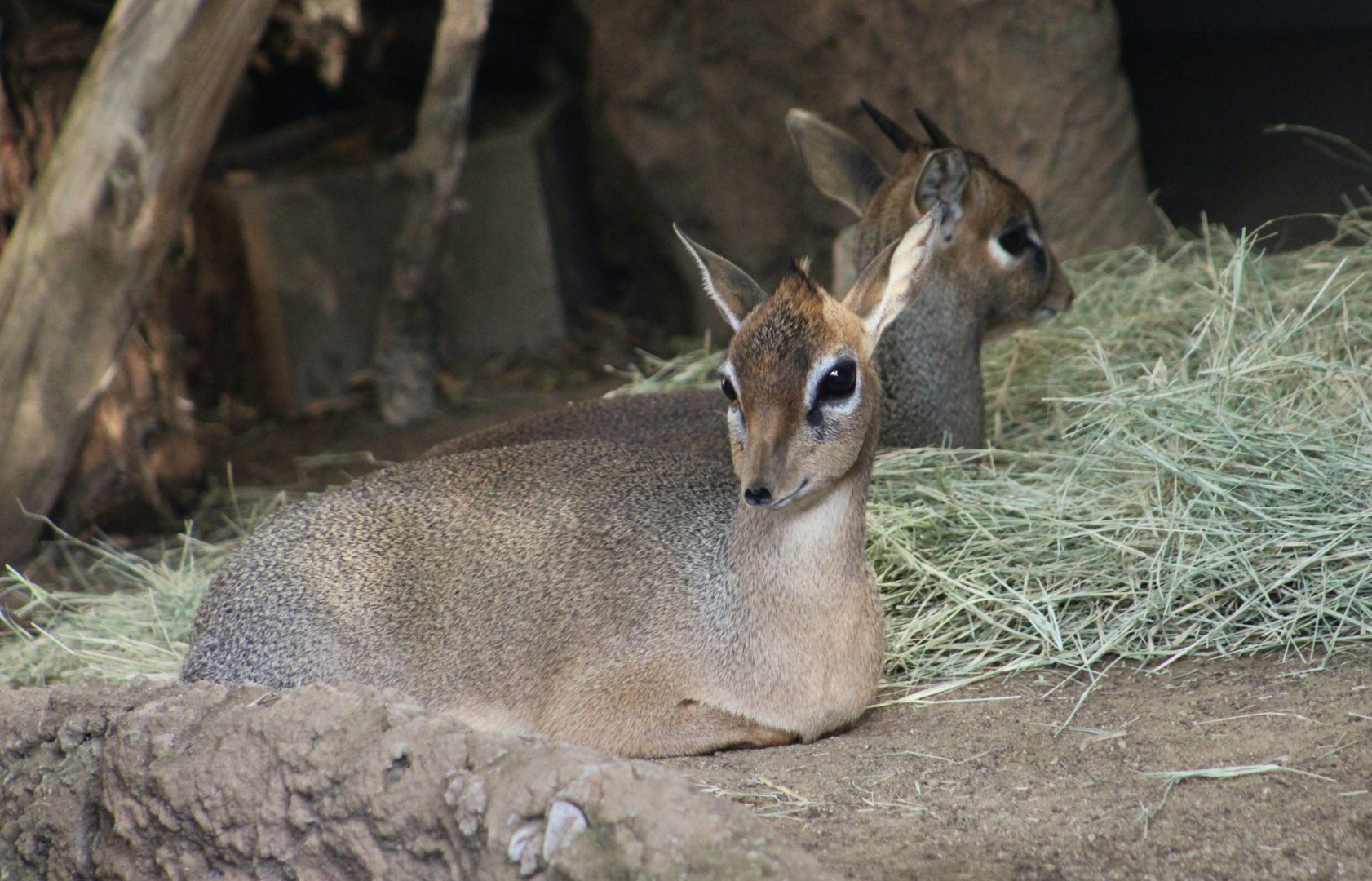 Cavendish's Dik-Dik (Madoqua kirkii cavendishi)