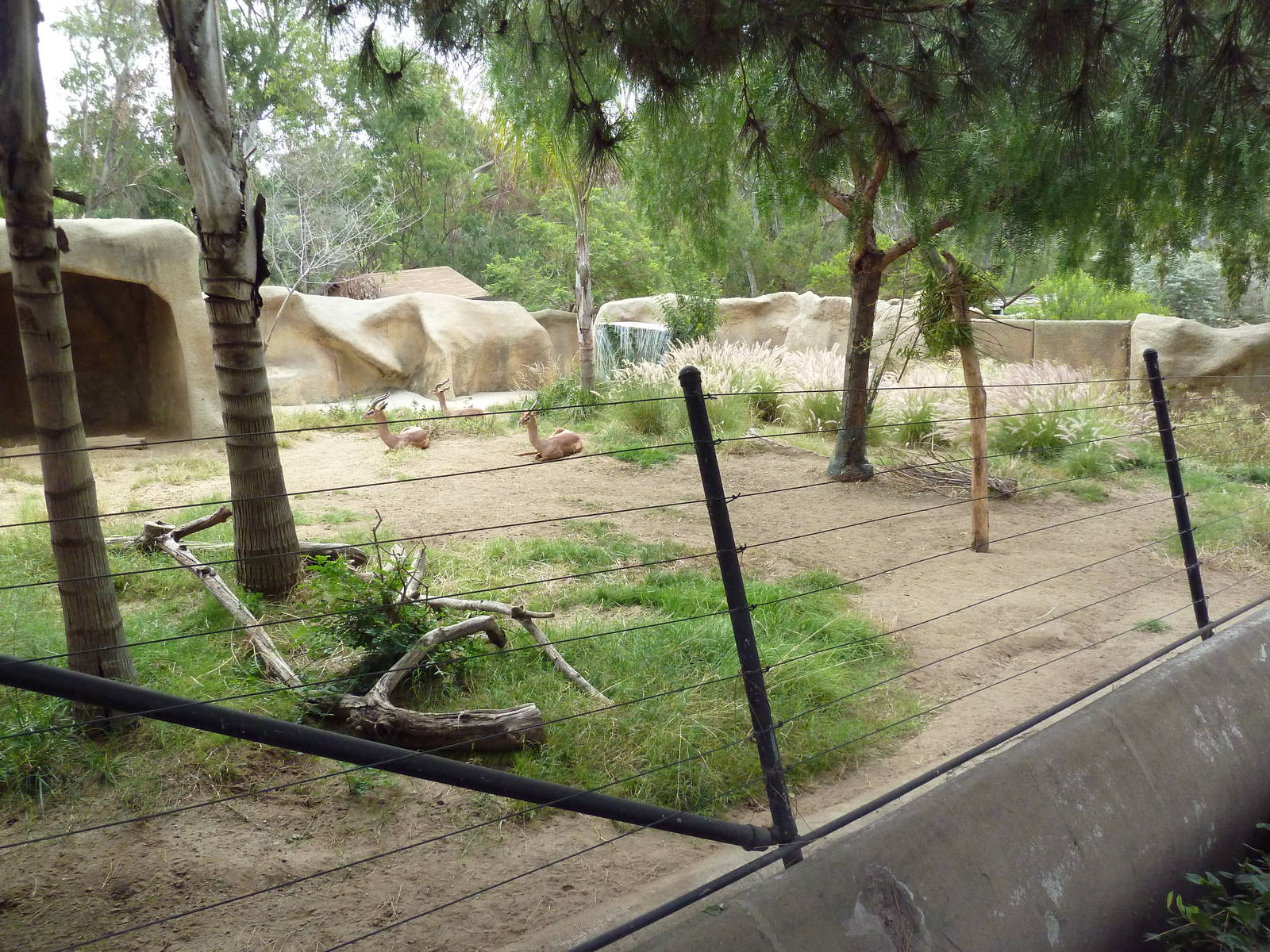 Cavendish's Dik-Dik/Southern Gerenuk Exhibit