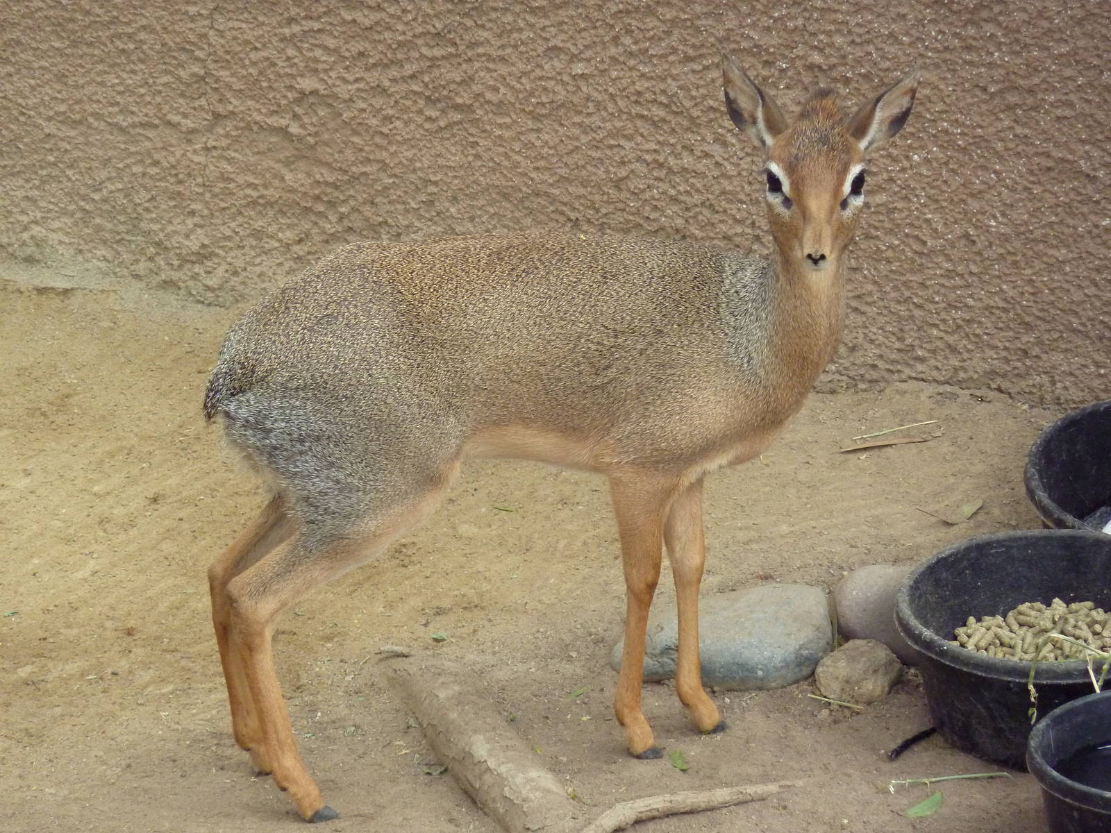 Cavendish's Dik-Dik