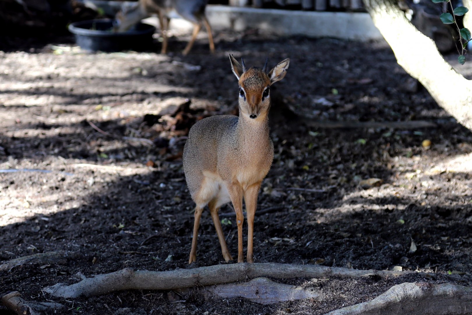 Cavendish's Dik-dik