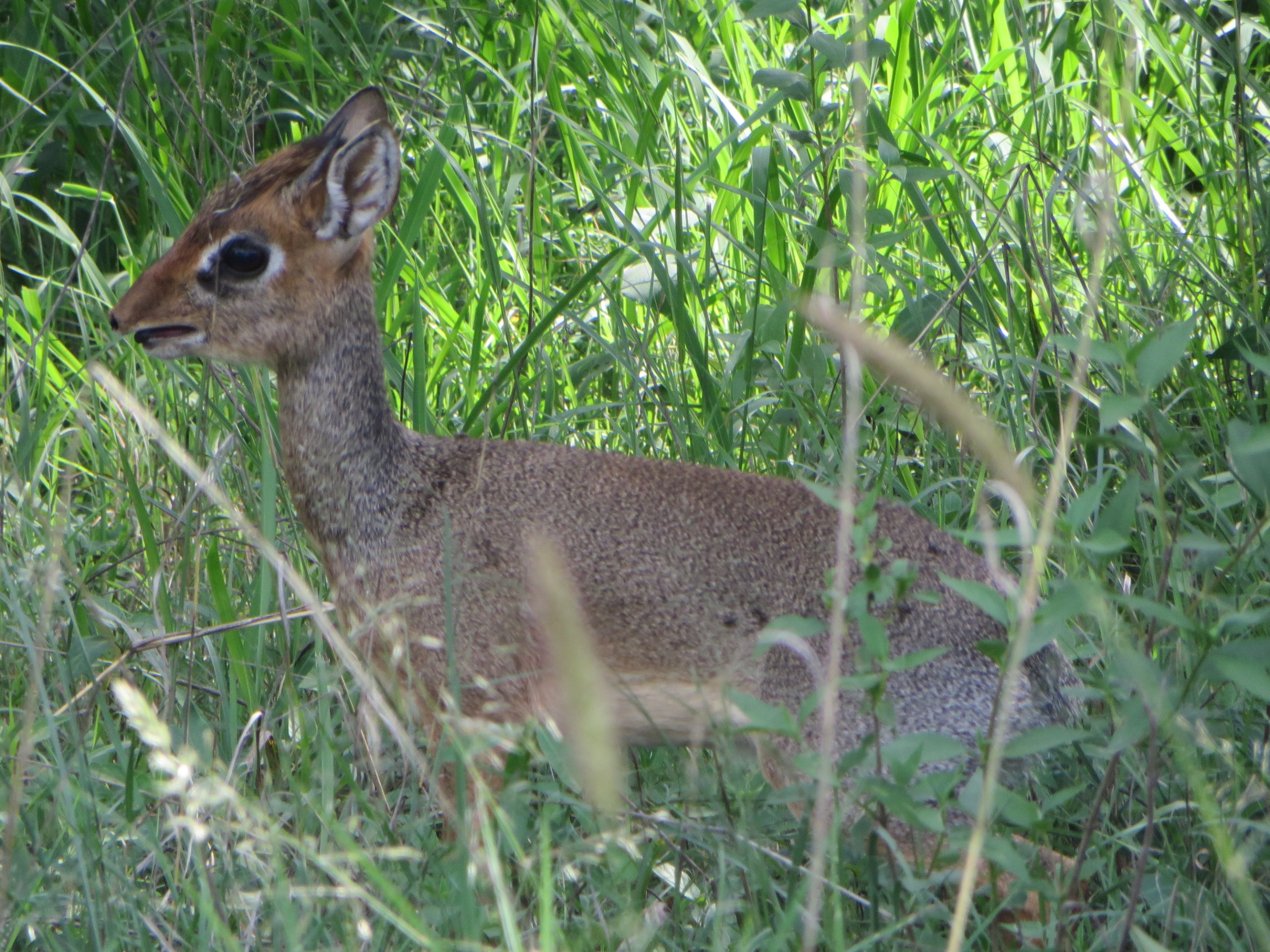 Cavendish's dikdik