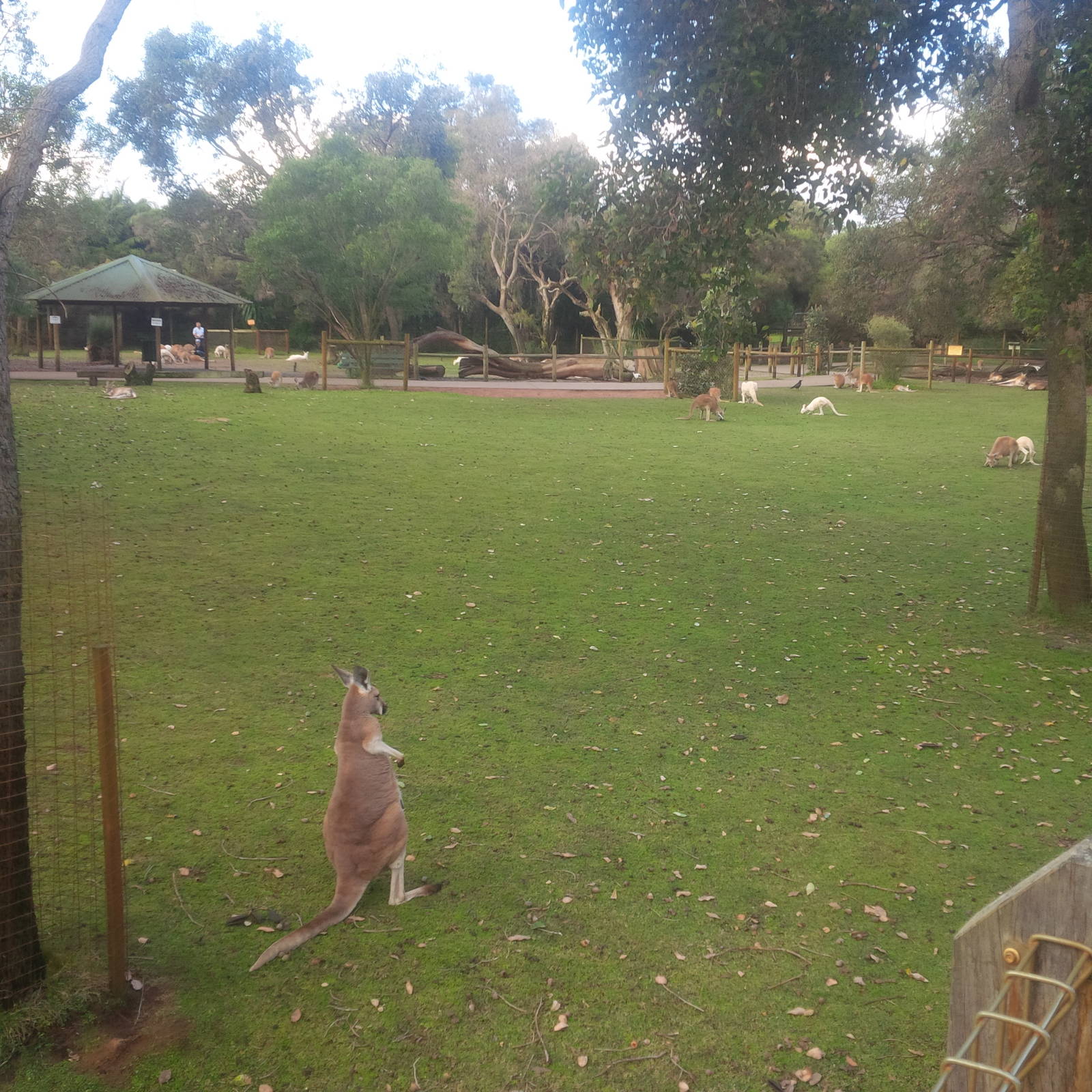 Caversham Wildlife Park WA