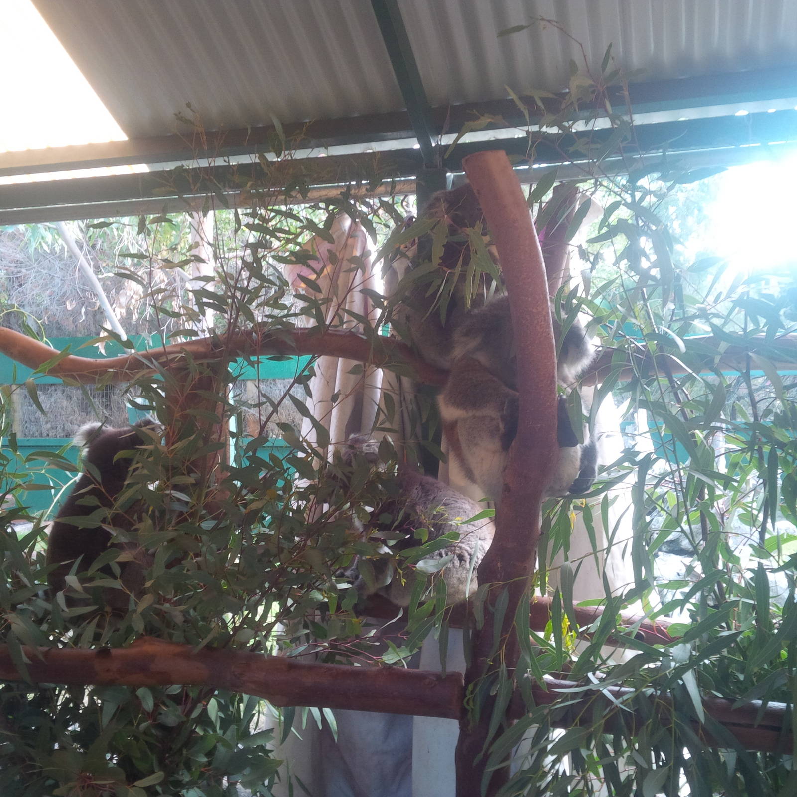 Caversham Wildlife Park WA