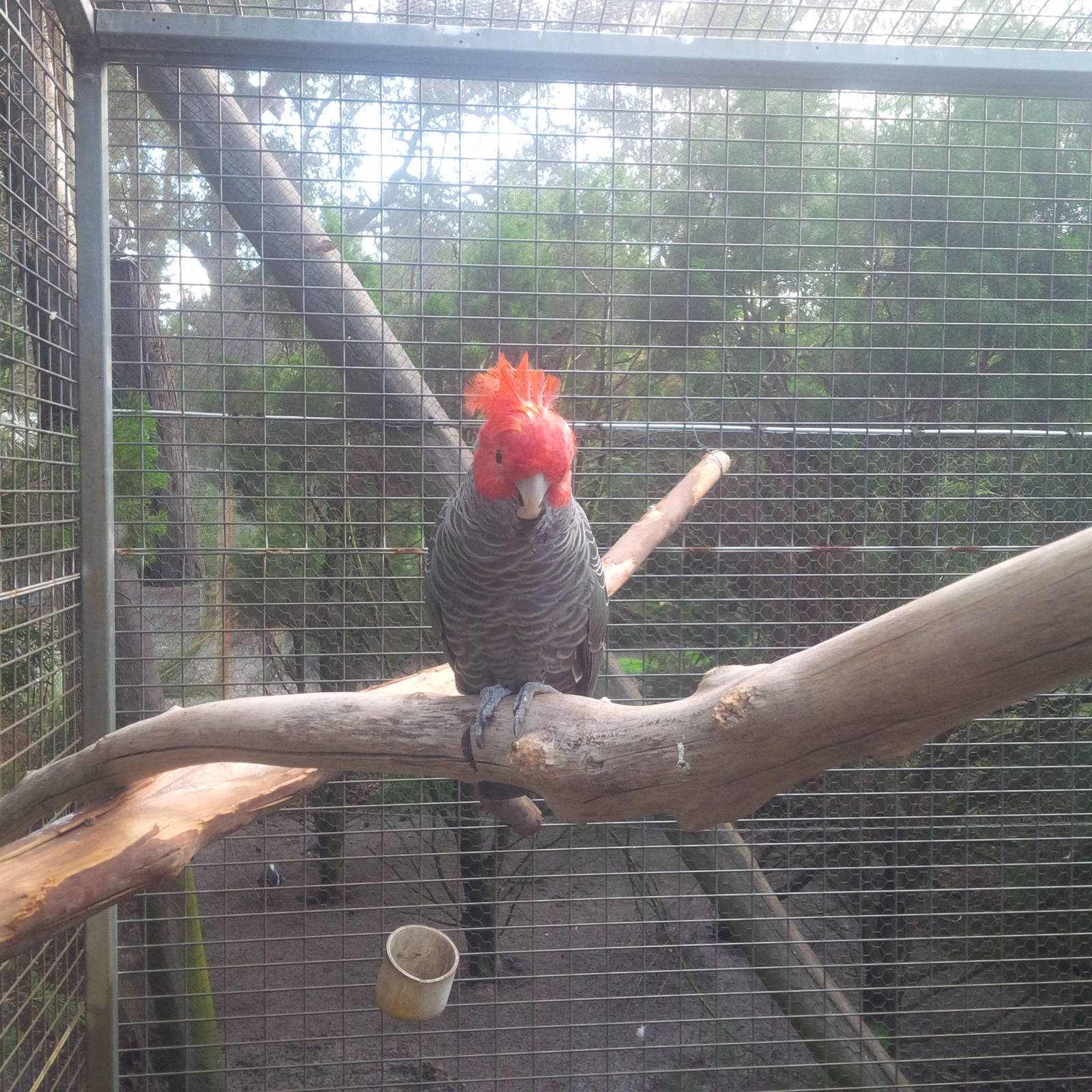 Caversham Wildlife Park WA