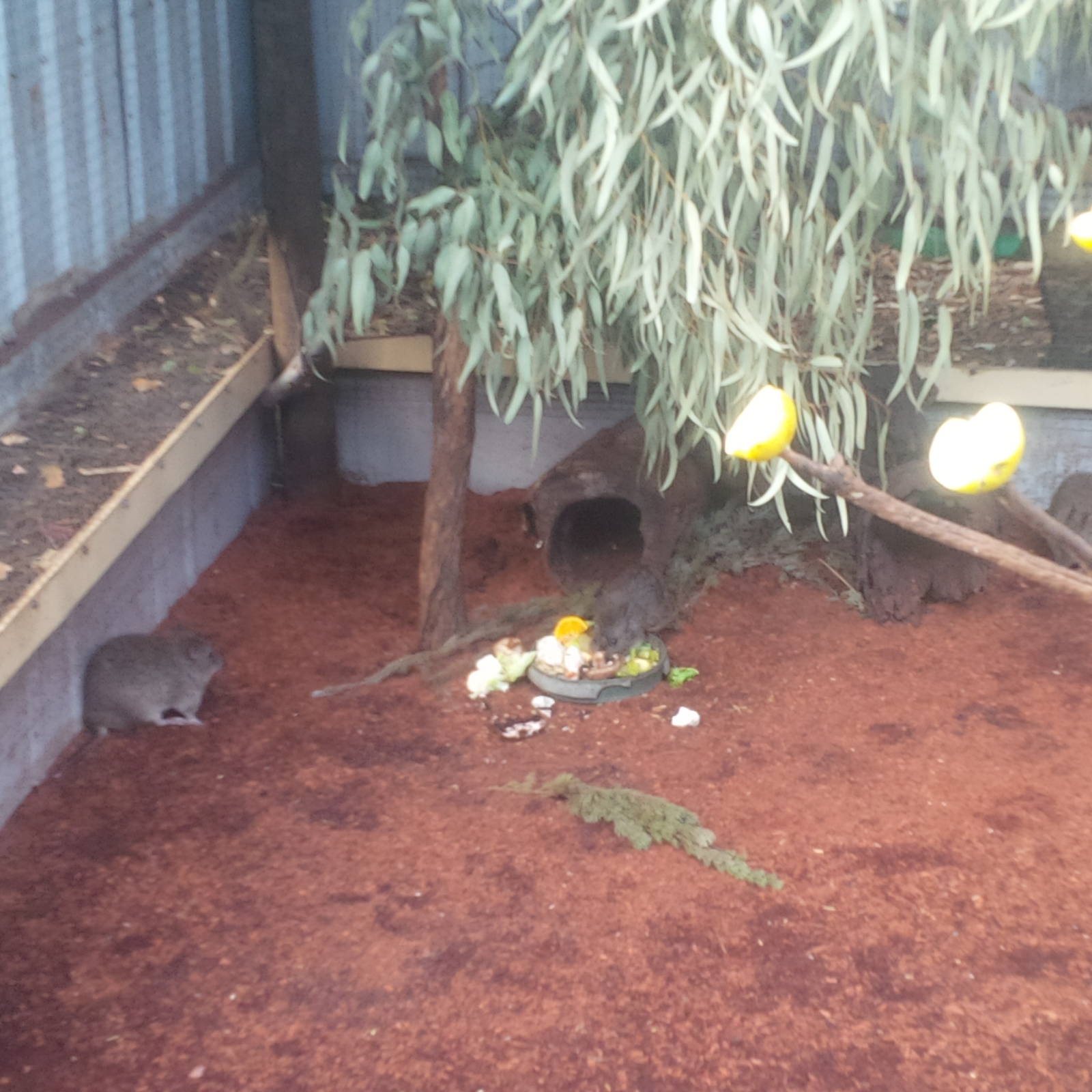 Caversham Wildlife Park WA