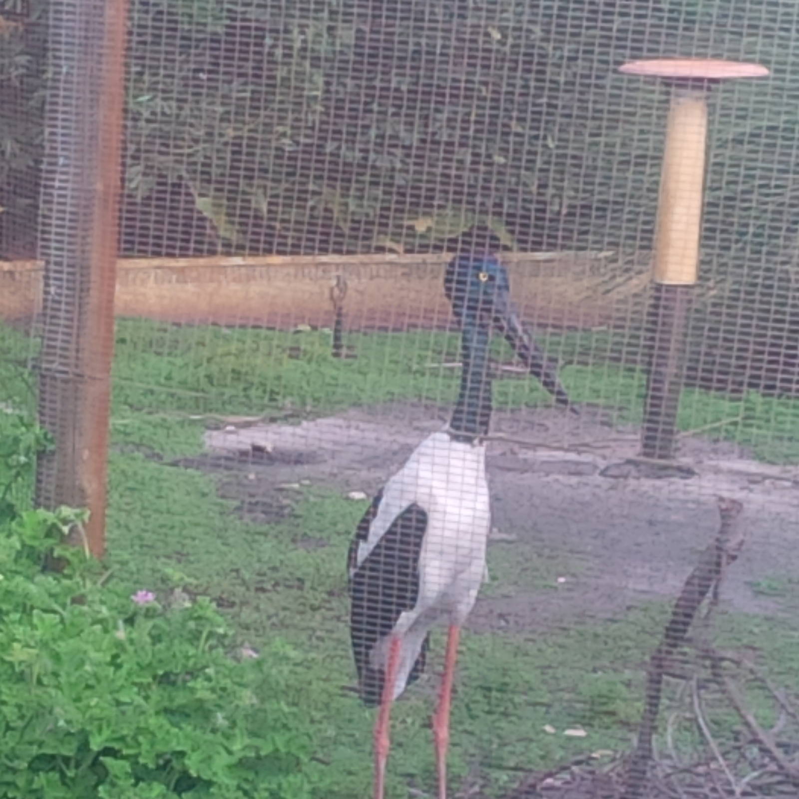 Caversham Wildlife Park WA