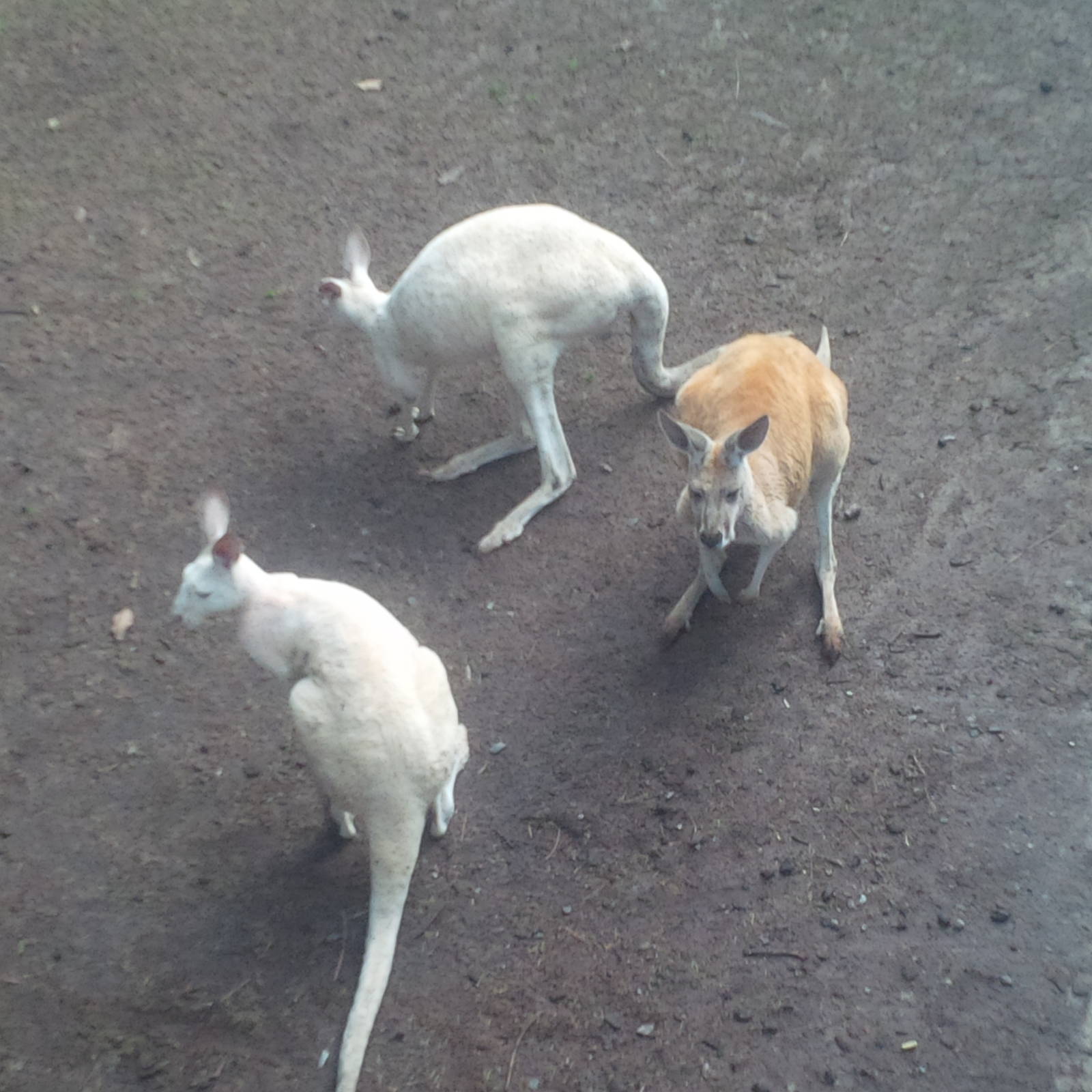 Caversham Wildlife Park WA