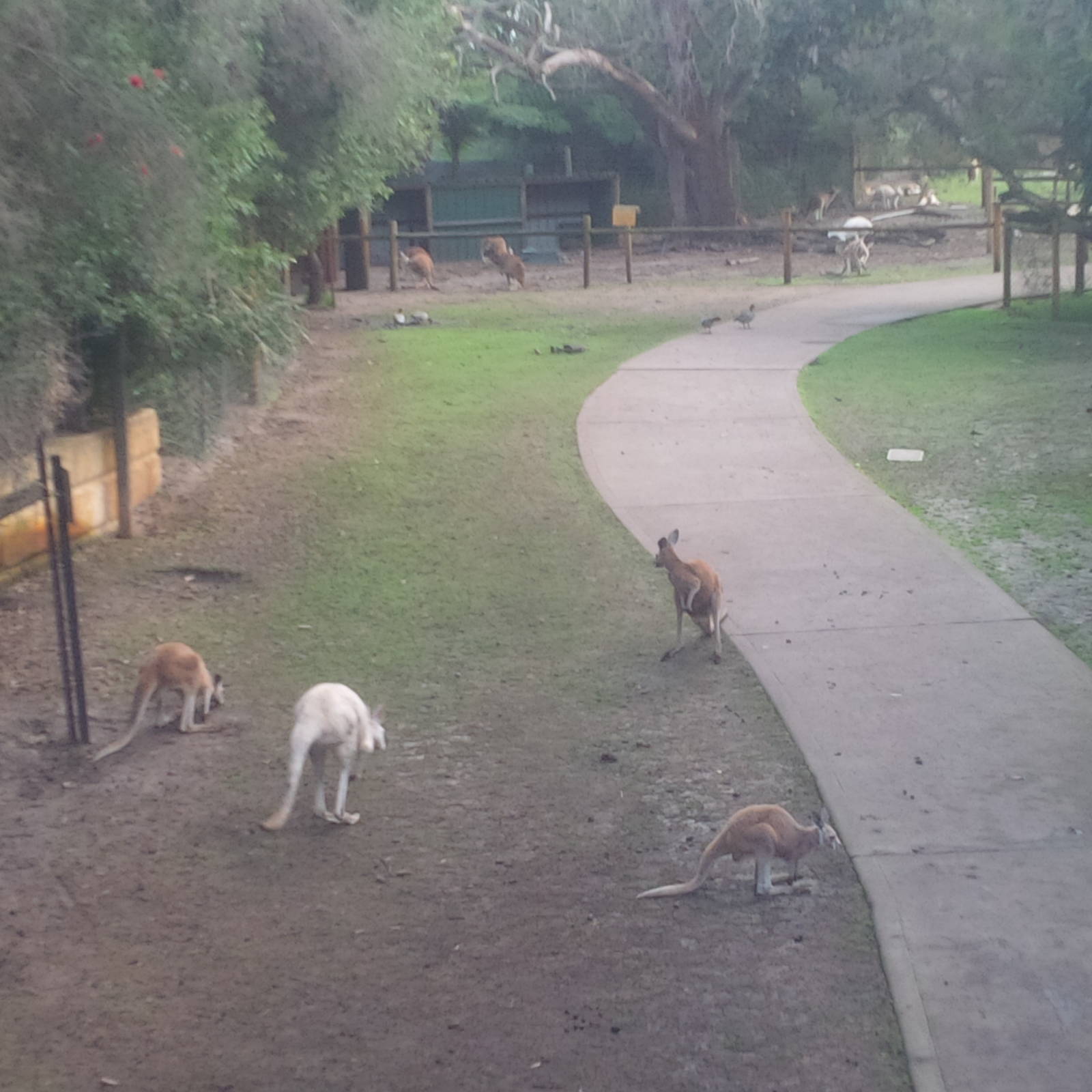 Caversham Wildlife Park WA