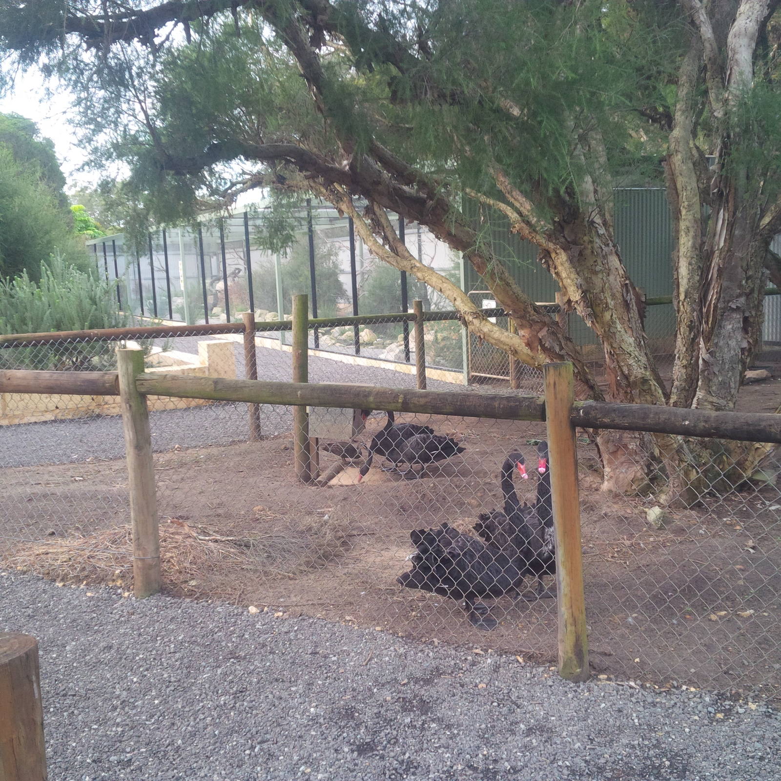 Caversham Wildlife Park WA