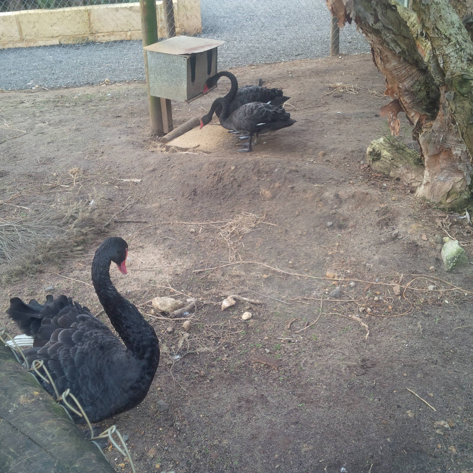 Caversham Wildlife Park WA