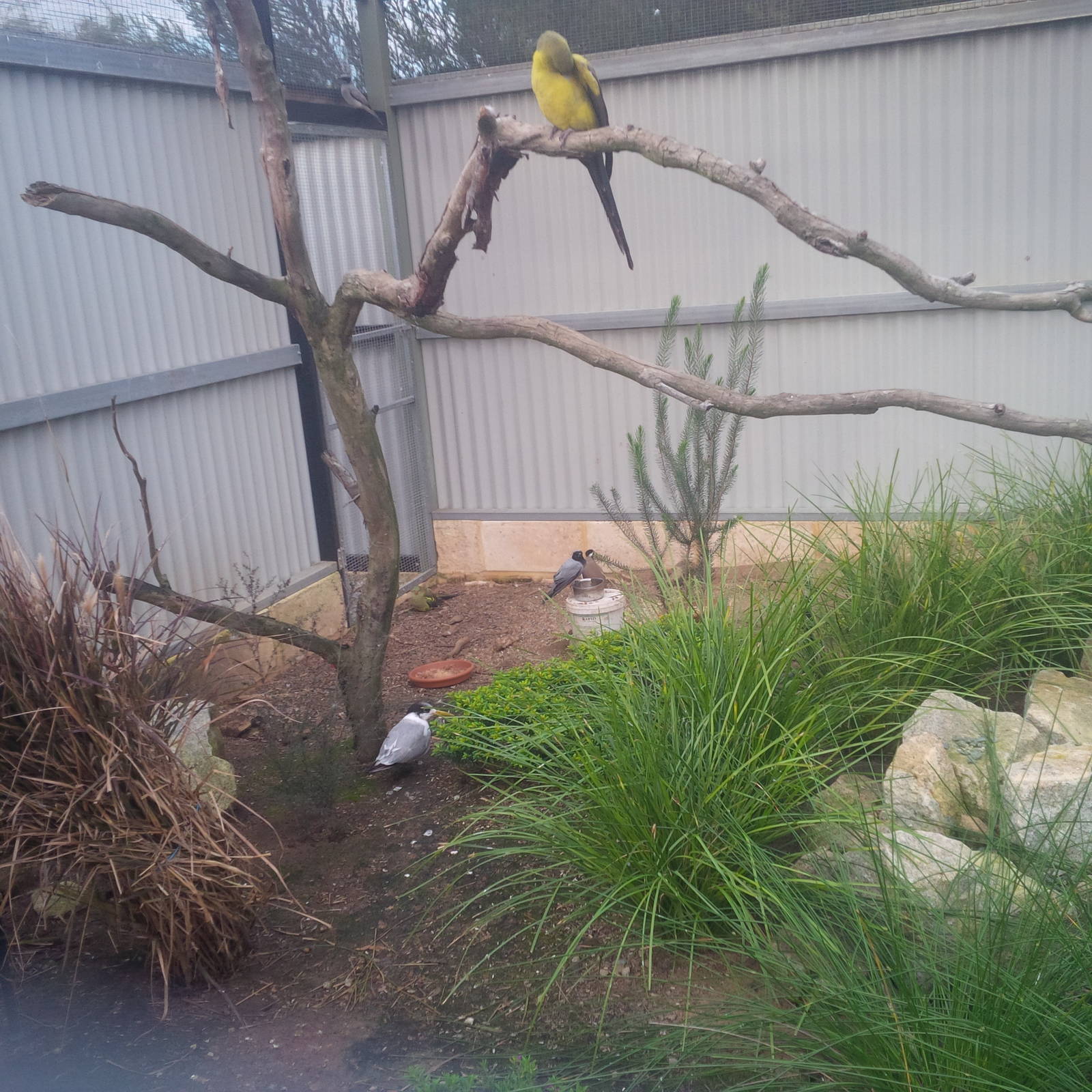Caversham Wildlife Park WA