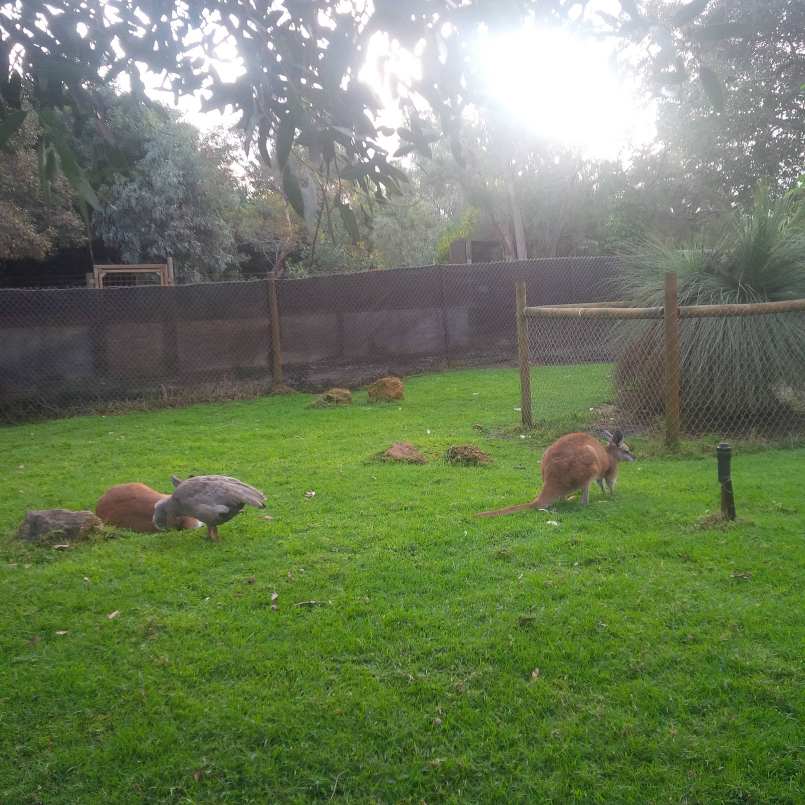 Caversham Wildlife Park WA