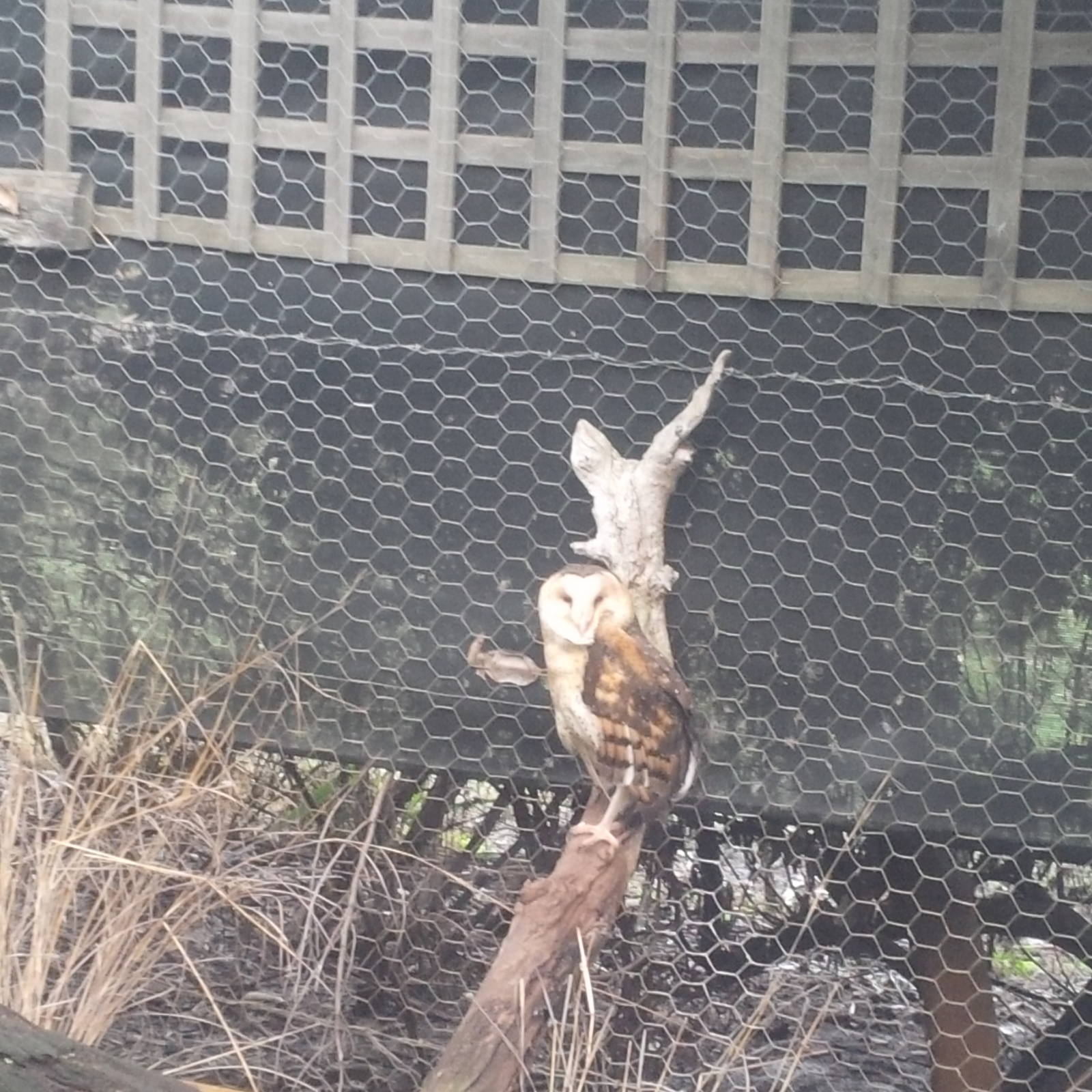 Caversham Wildlife Park WA