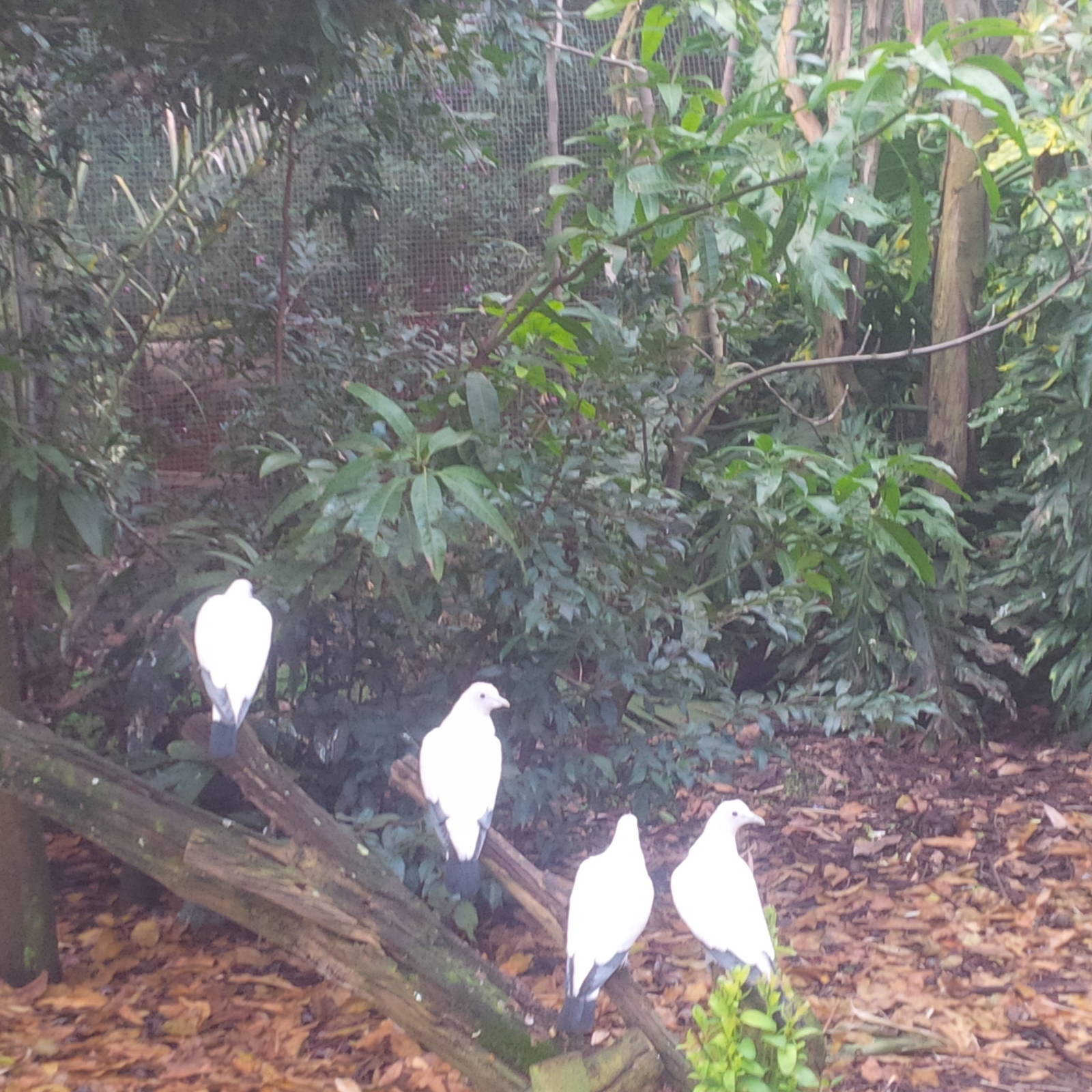 Caversham Wildlife Park WA