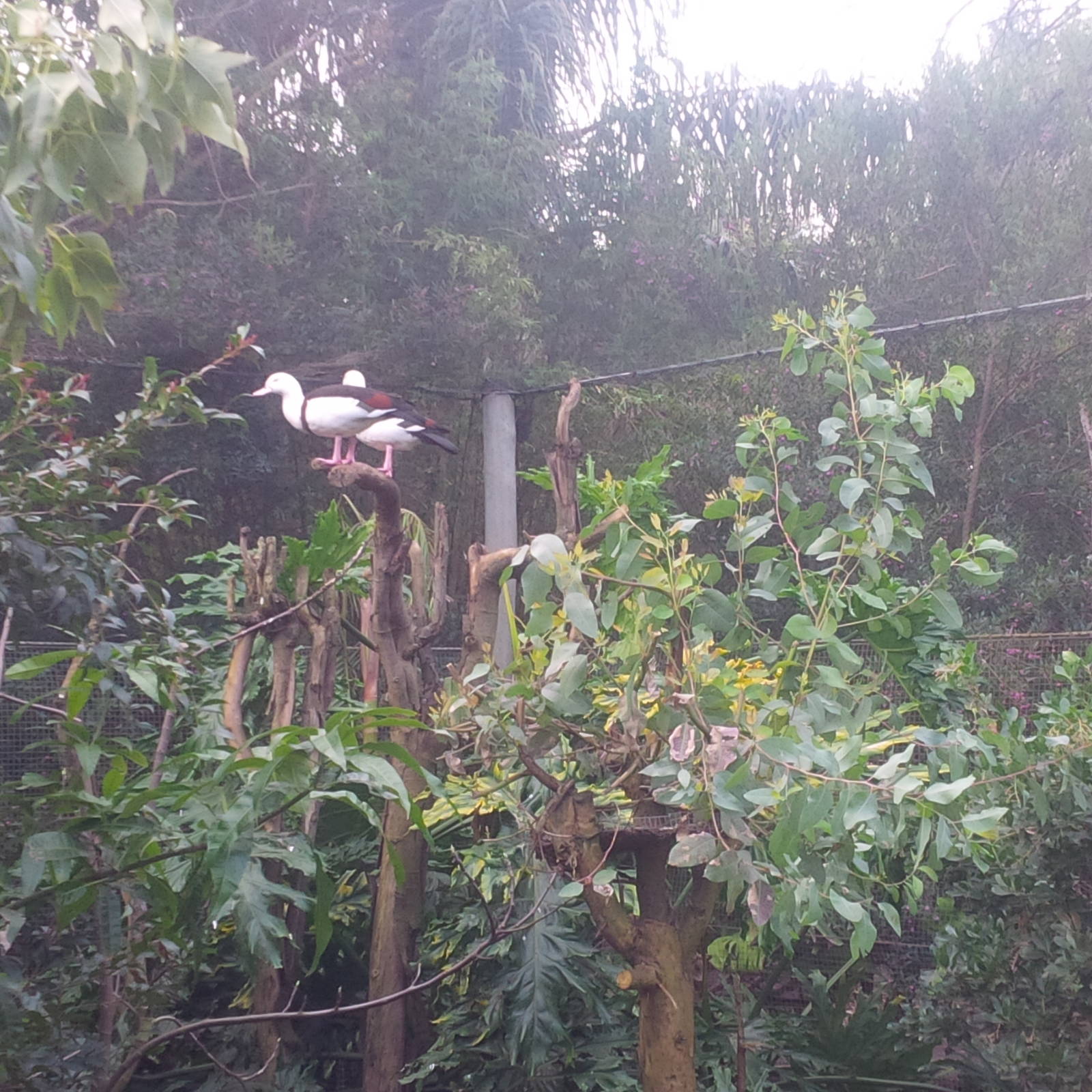 Caversham Wildlife Park WA