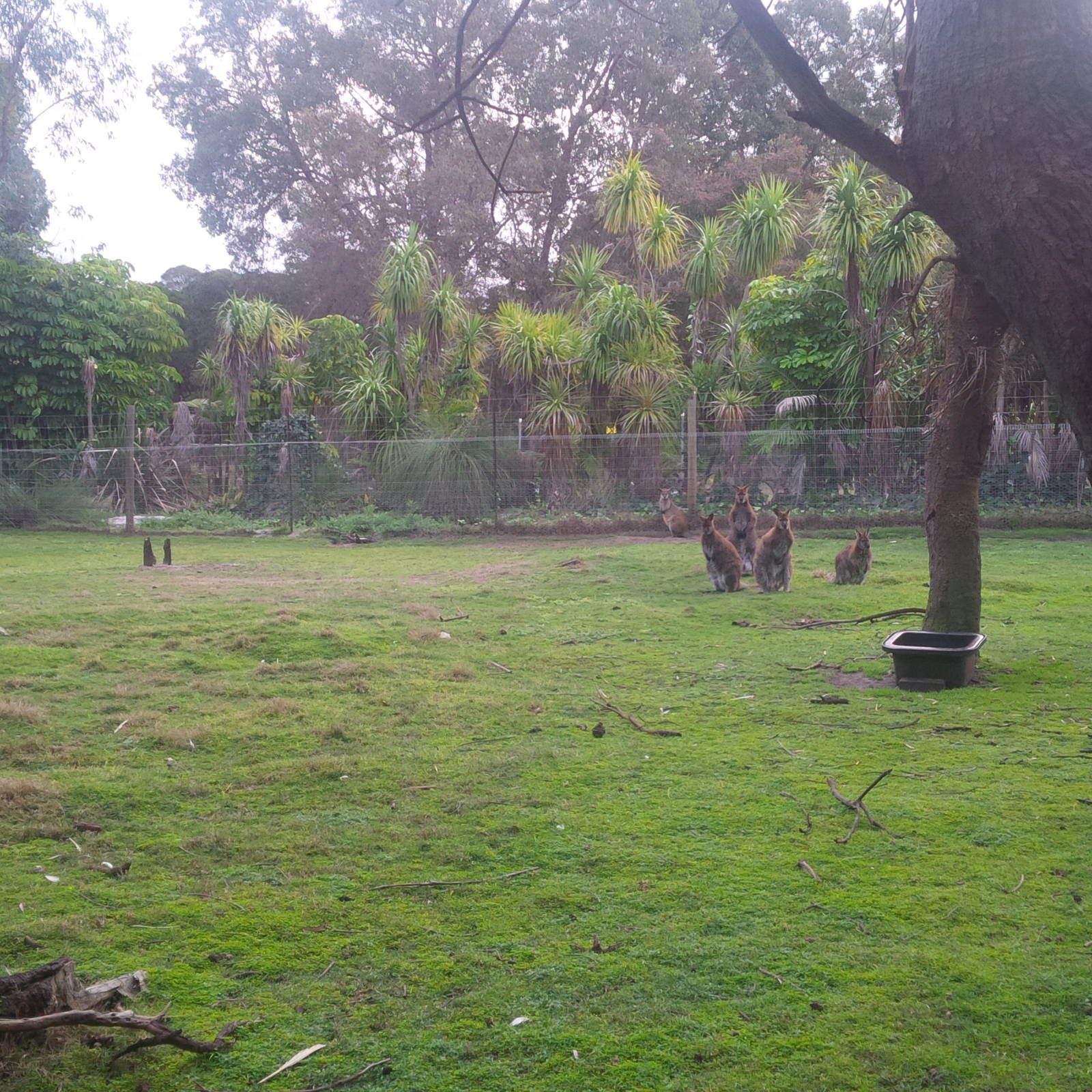 Caversham Wildlife Park WA