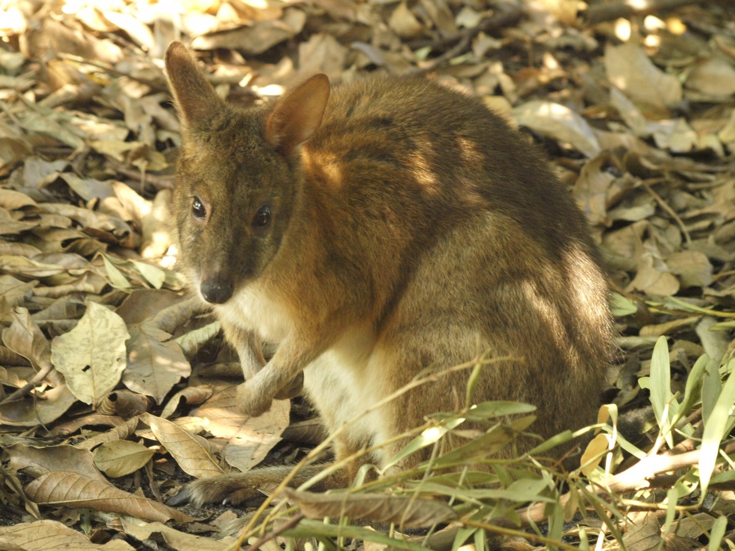 Caversham wildlife park